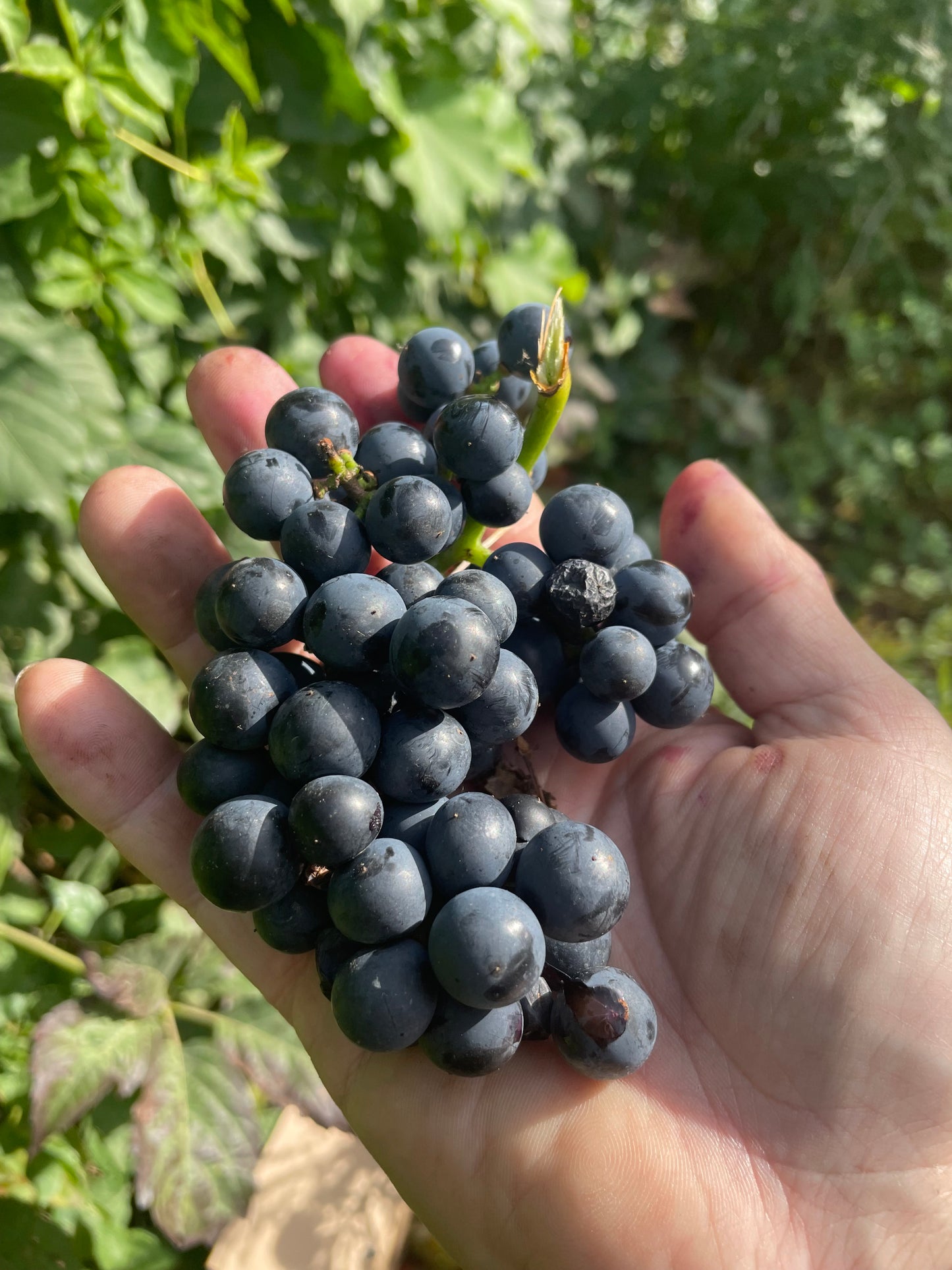 Valiant Grape Seeds (Vitis riparia x Fredonia) - Cold Hardy Table Grape - Zone 3 - 30+ Seeds