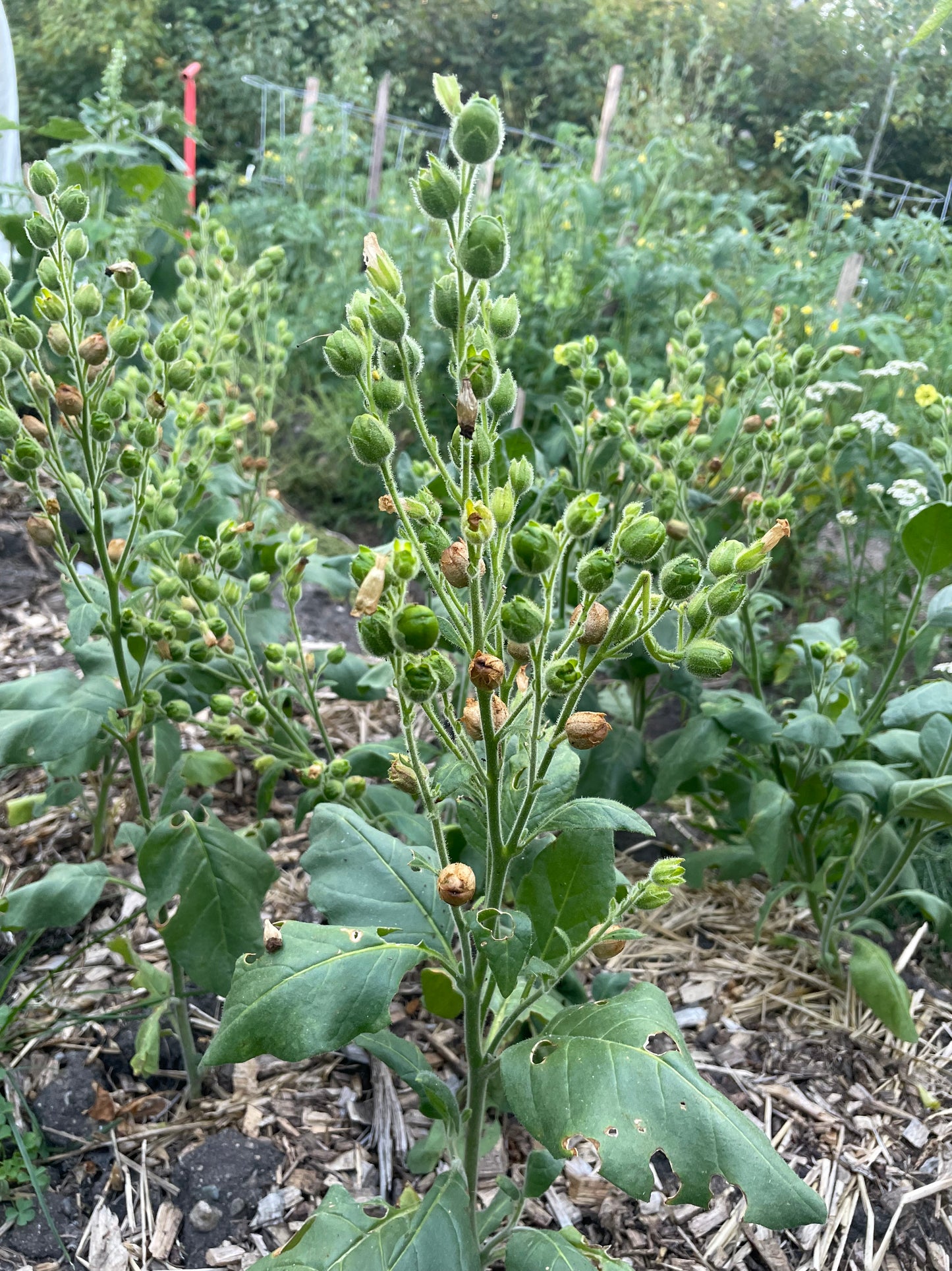 Graines de tabac sauvage (Nicotiana rustica, tabac aztèque) – Annuelle – 250+ graines