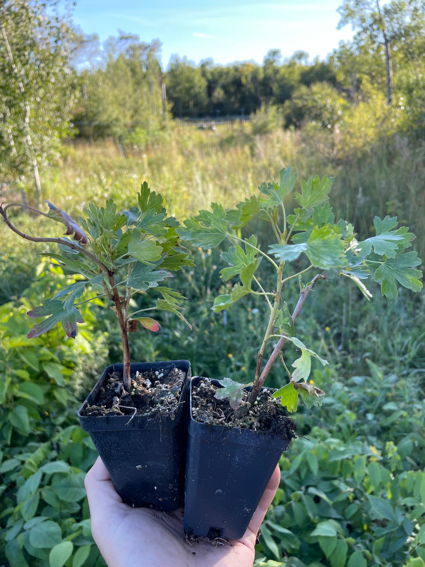Groseille à girofle (Ribes odoratum)