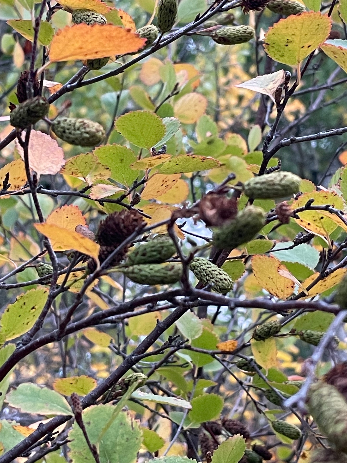 Red Birch Seeds (Betula occidentalis) - 500+ Seeds