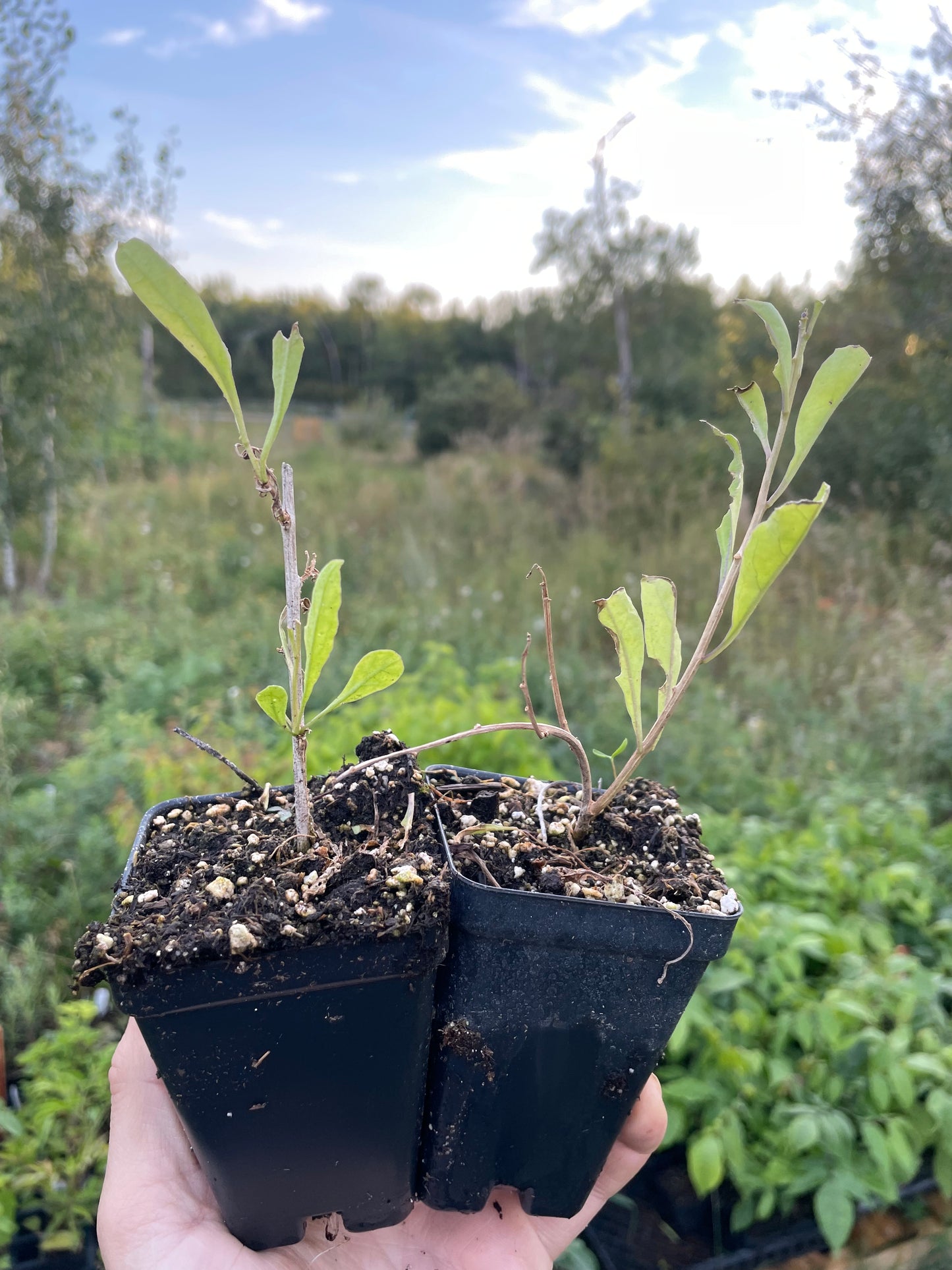 Goji amarillo (Lycium barbarum 'Yellow') Zona 5