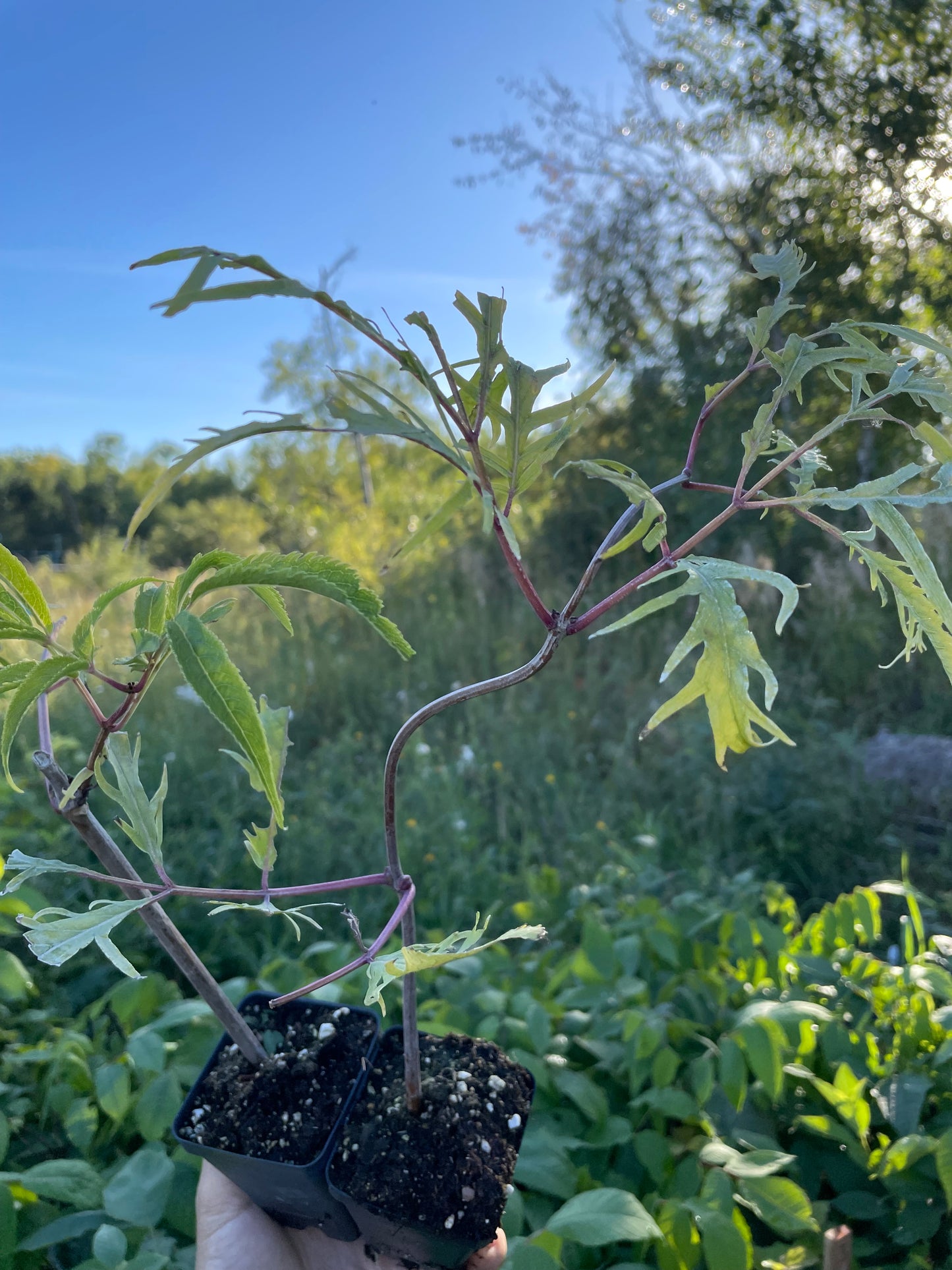 Sureau rouge à feuilles dentelées (Sambucus racemosa)