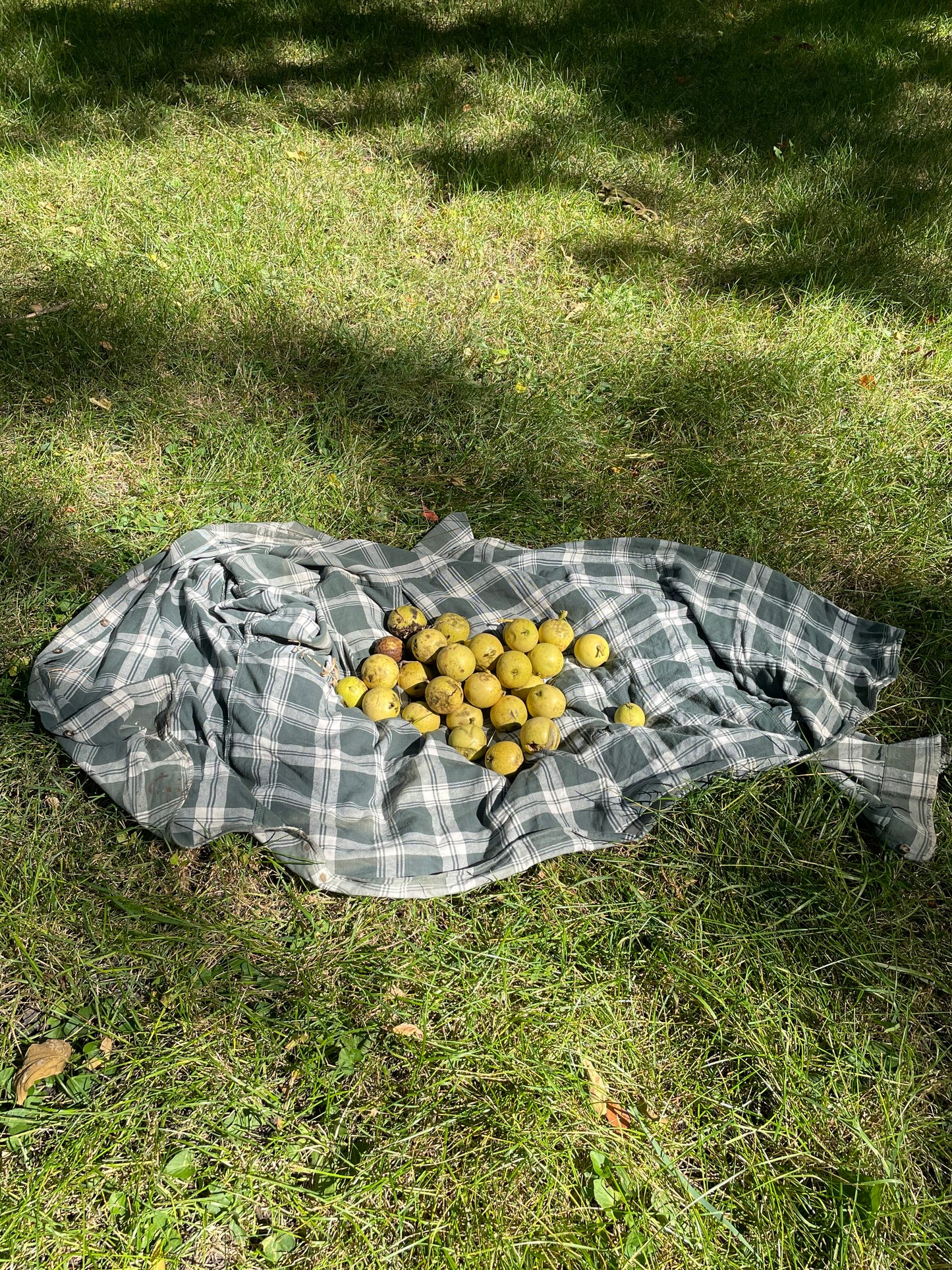 Manitoba Black Walnut (Juglans nigra)