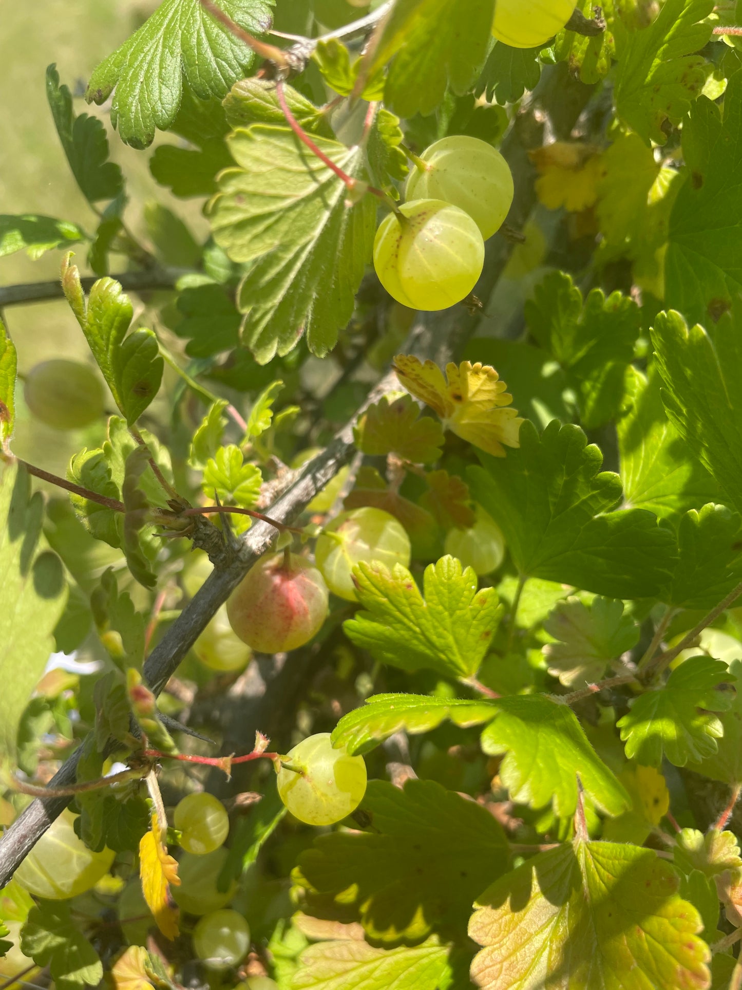 Grosella espinosa (Ribes sp.) - Planta perenne - Arbusto de bayas - Zona 3 - Más de 50 semillas