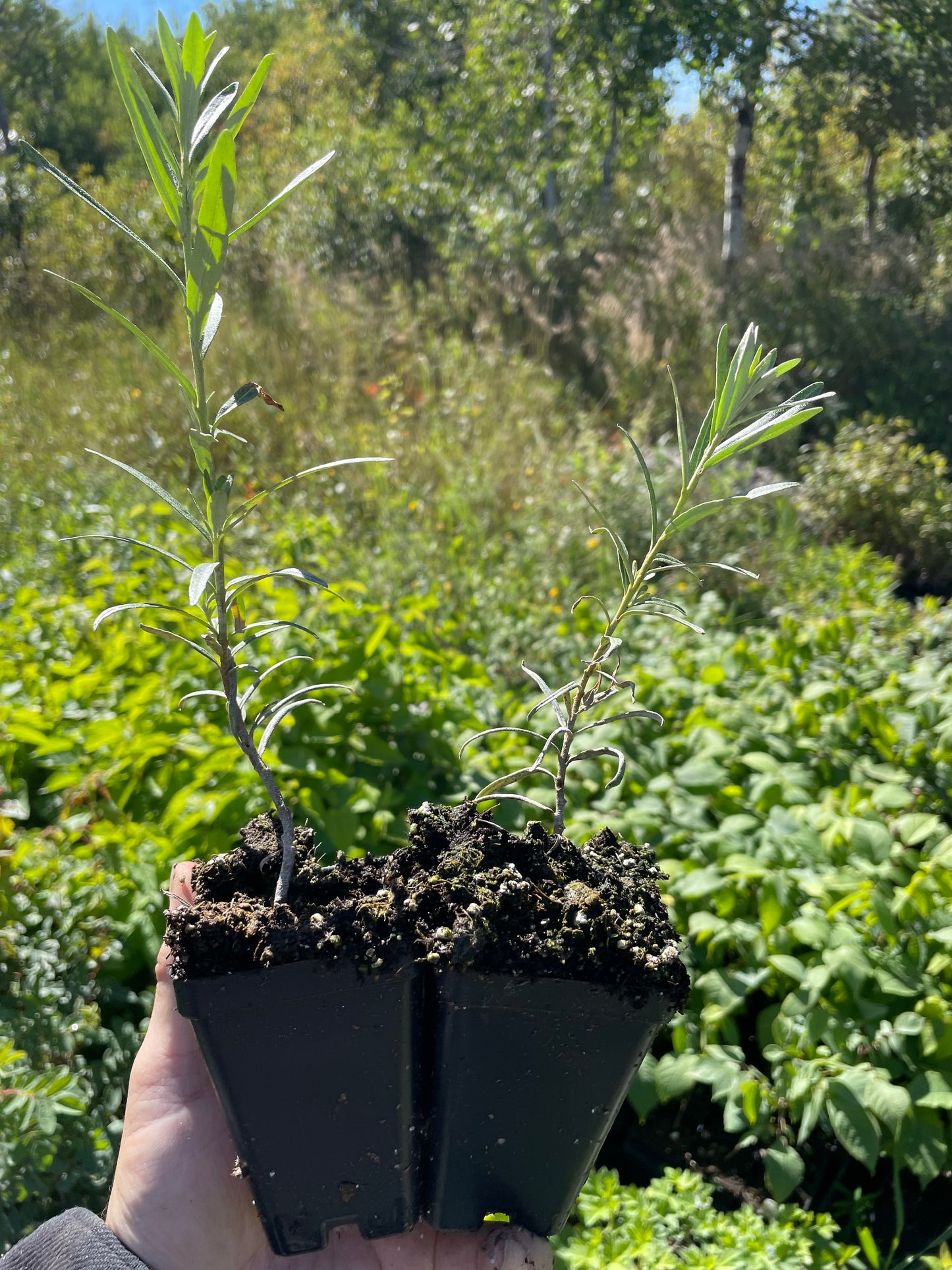 Argousier de Leikora (Hippophae rhamnoides 'Leikora')