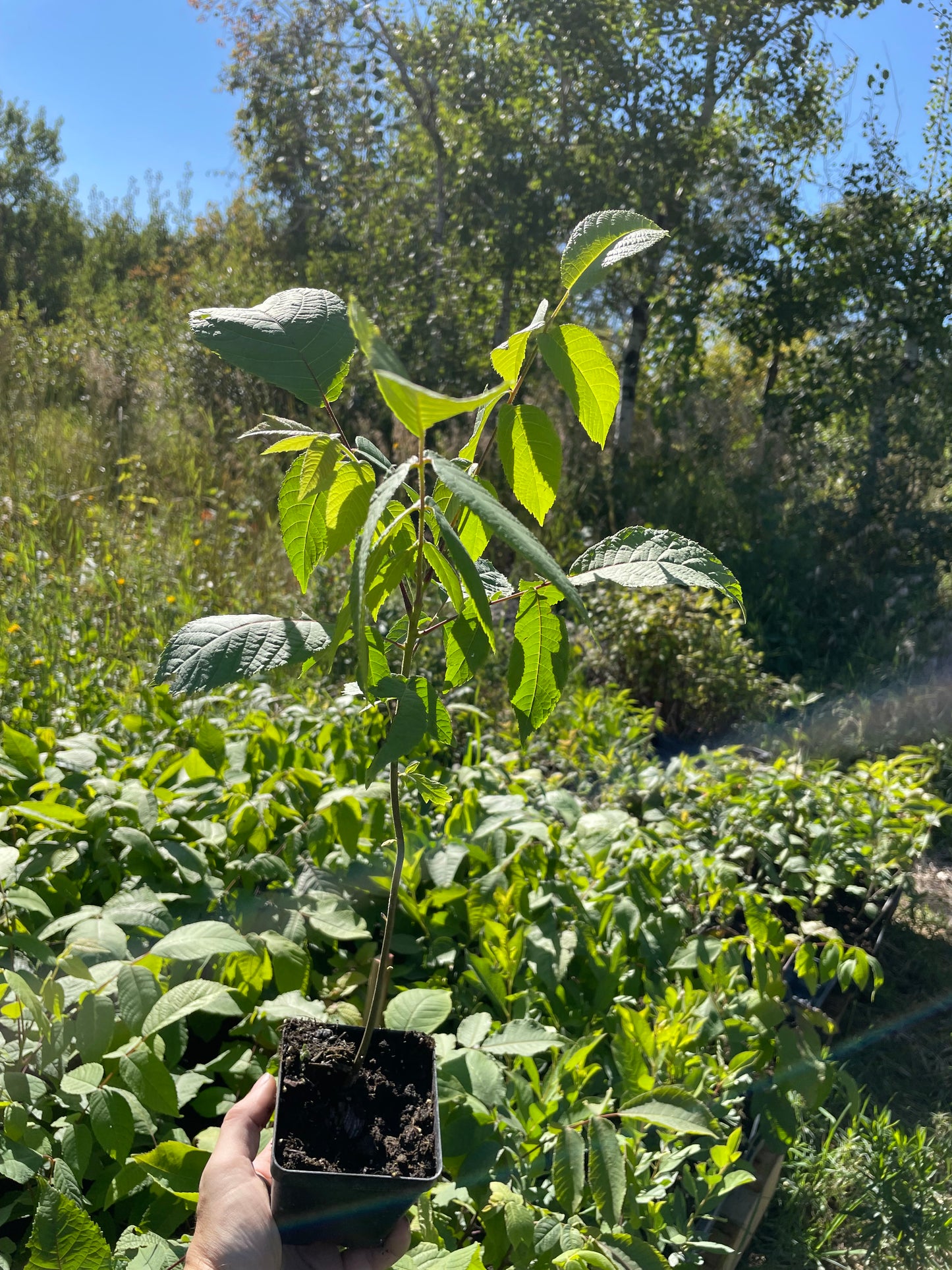 Manitoba Black Walnut (Juglans nigra)
