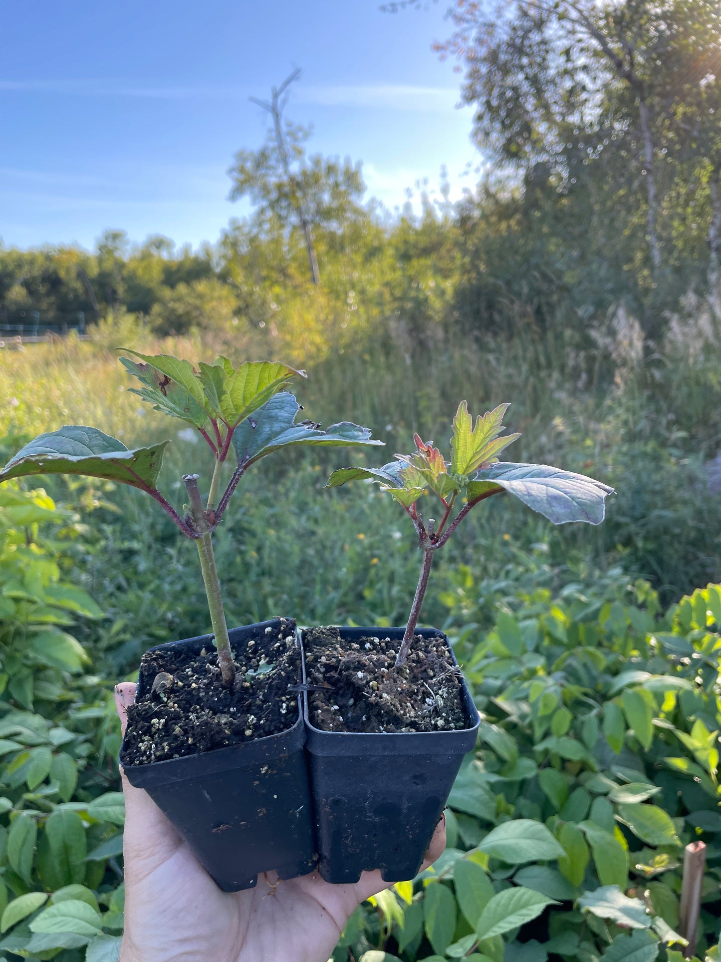 Canneberge en corymbe (Viburnum trilobum)