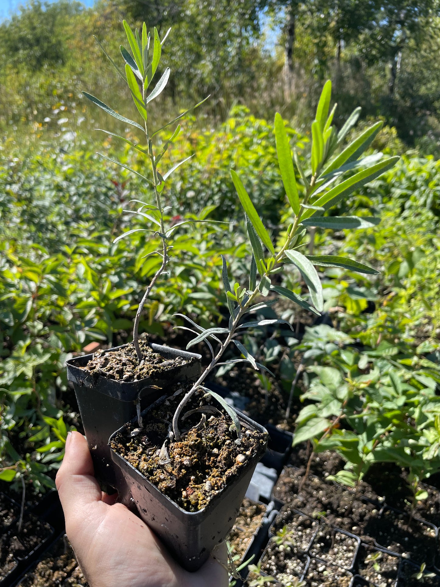 Altaiskaya Sea Buckthorn (Hippophae rhamnoides ‘Altaiskaya’)