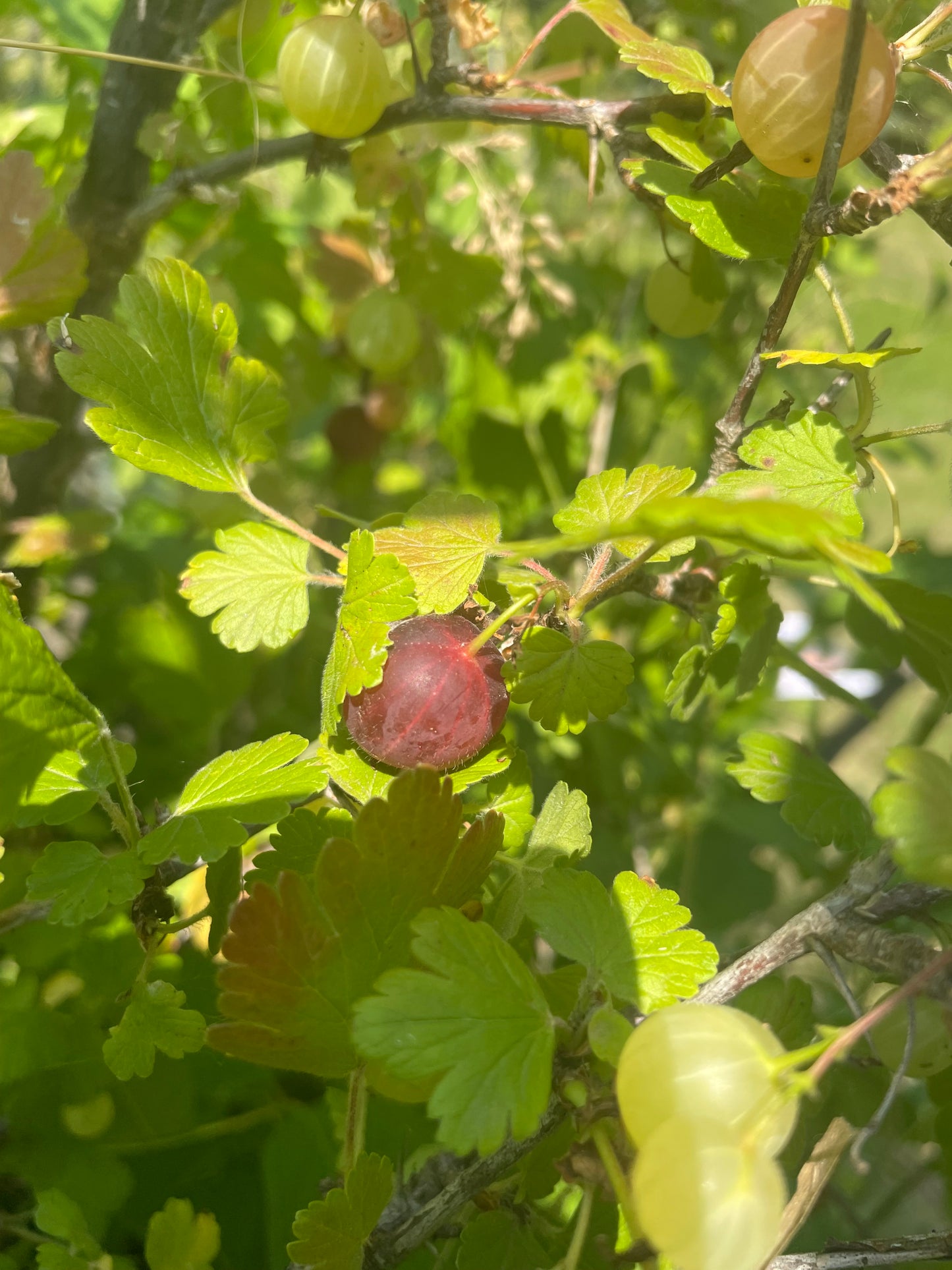 Grosella espinosa (Ribes sp.) - Planta perenne - Arbusto de bayas - Zona 3 - Más de 50 semillas