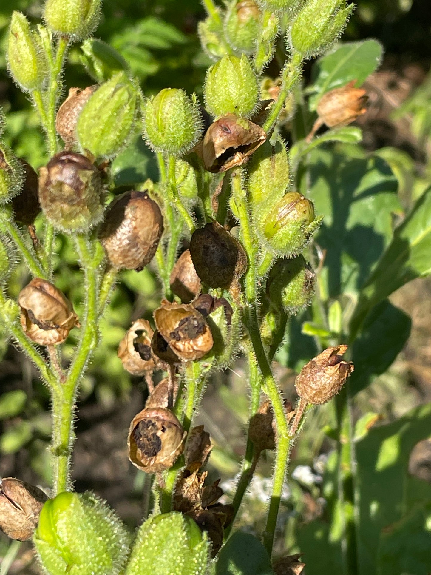 Graines de tabac sauvage (Nicotiana rustica, tabac aztèque) – Annuelle – 250+ graines