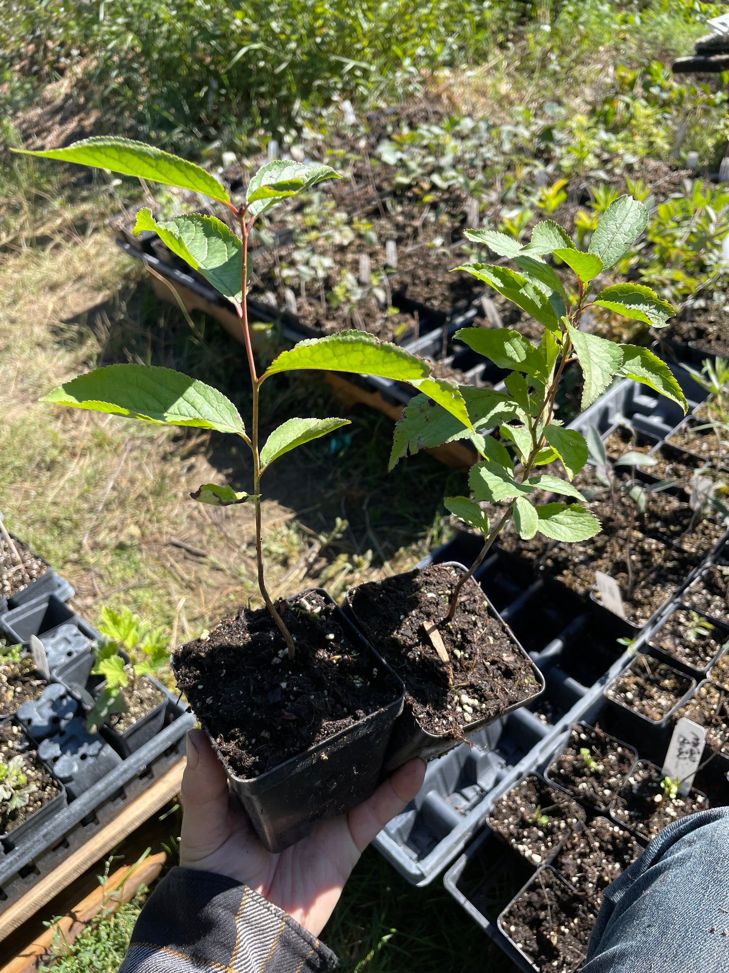 Ciruelo silvestre americano (Prunus americana)
