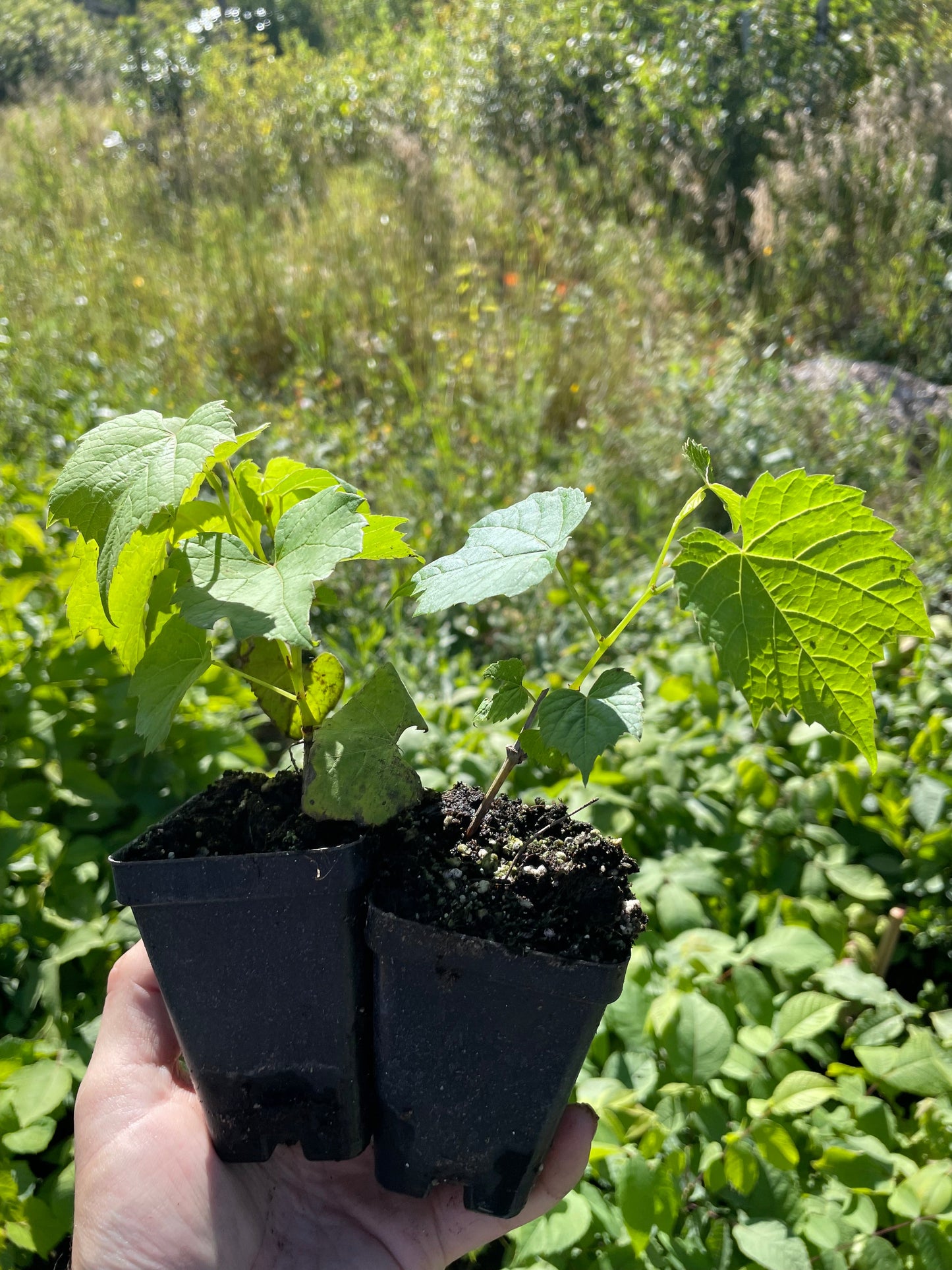 Raisin Valiant (Vitis riparia x Vitis labrusca 'Valiant')