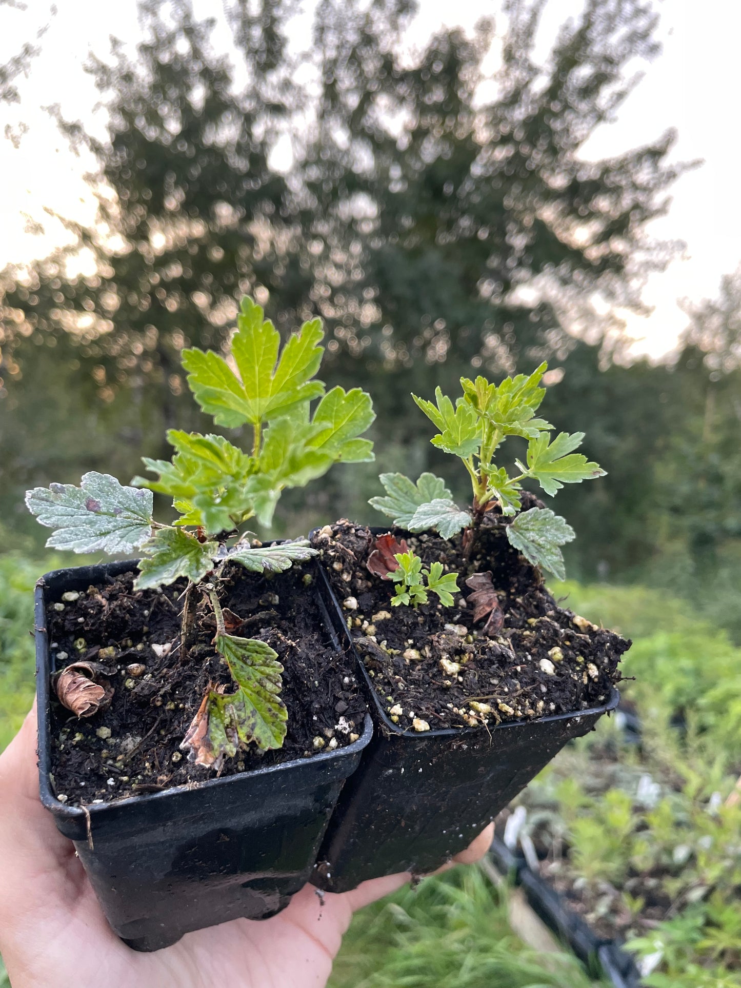 Grosella espinosa roja Hinnomaki (Ribes uva-crispa 'Hinnomaki Red')