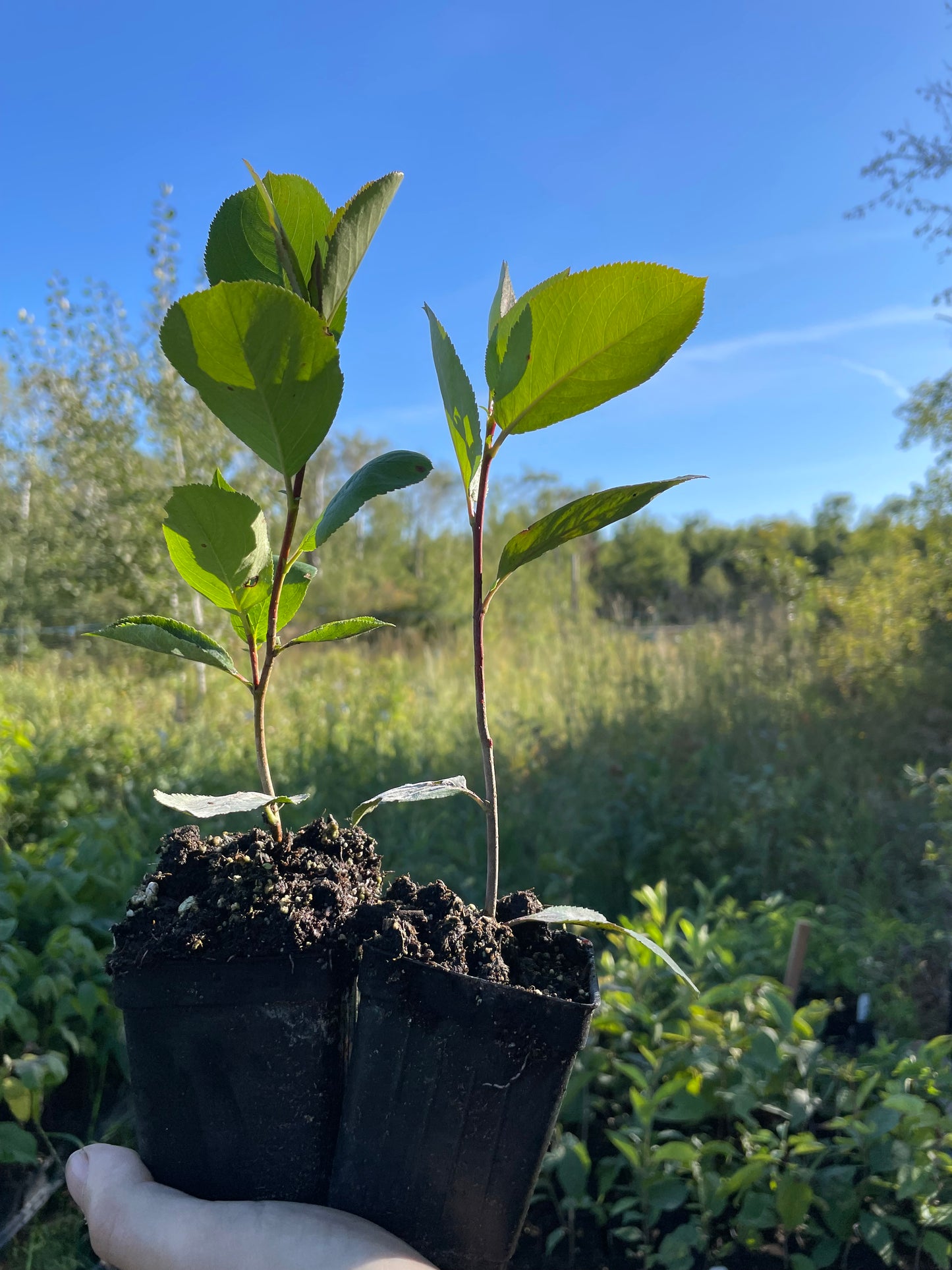 Aronia melanocarpa 'Viking'