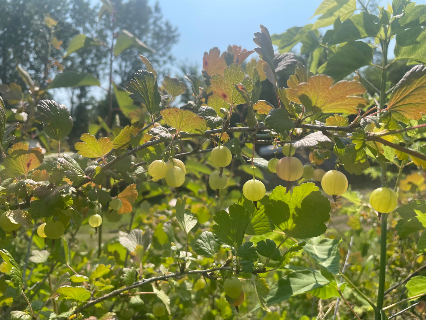 Grosella espinosa (Ribes sp.) - Planta perenne - Arbusto de bayas - Zona 3 - Más de 50 semillas