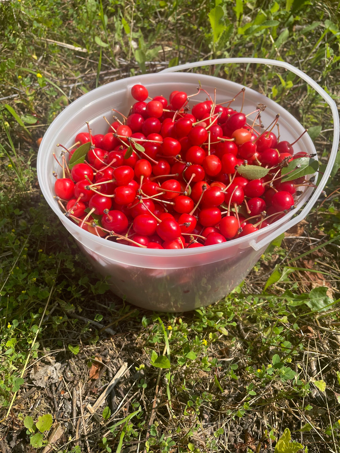 Evans Cherry Seeds (Prunus cerasus) - Cold Hardy Cherry Tree - (Zone 3) - 12 Seeds