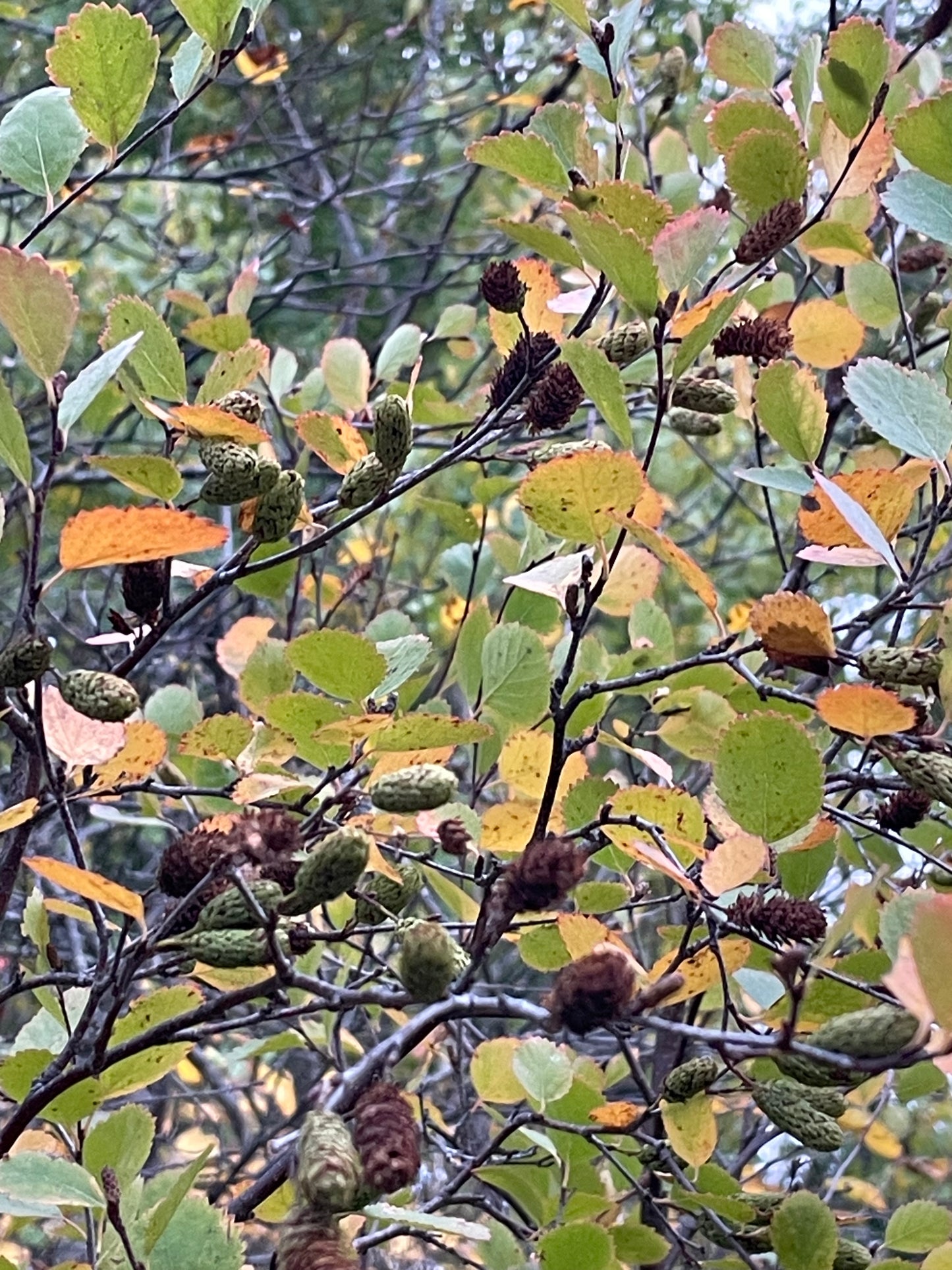 Red Birch Seeds (Betula occidentalis) - 500+ Seeds