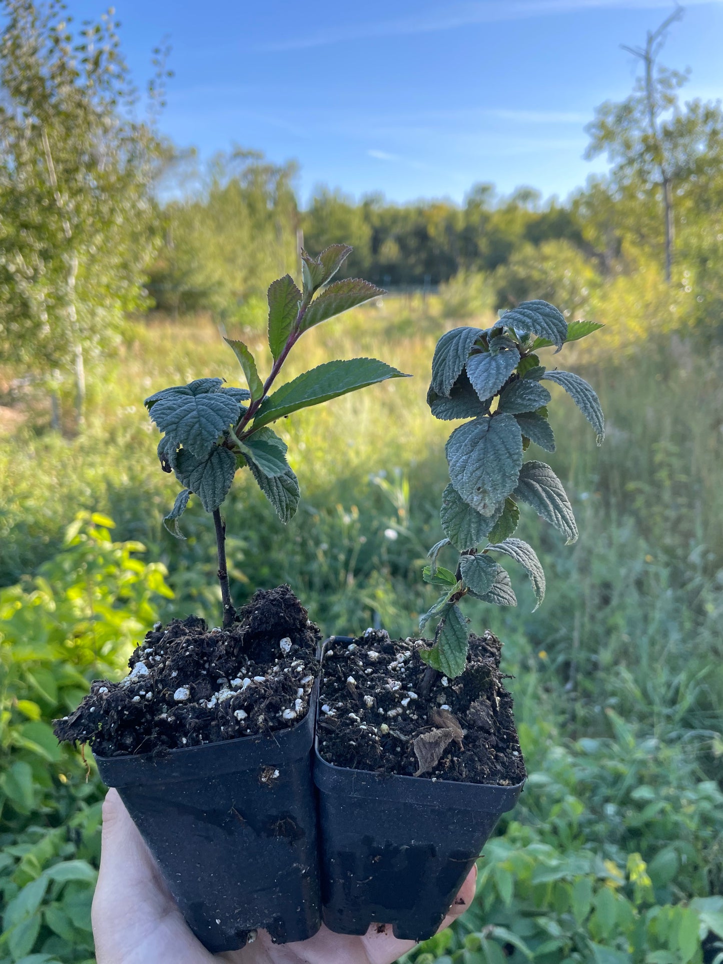 Cerisier noir de Nankin (Prunus tomentosa x Prunus besseyi 'Nigra')