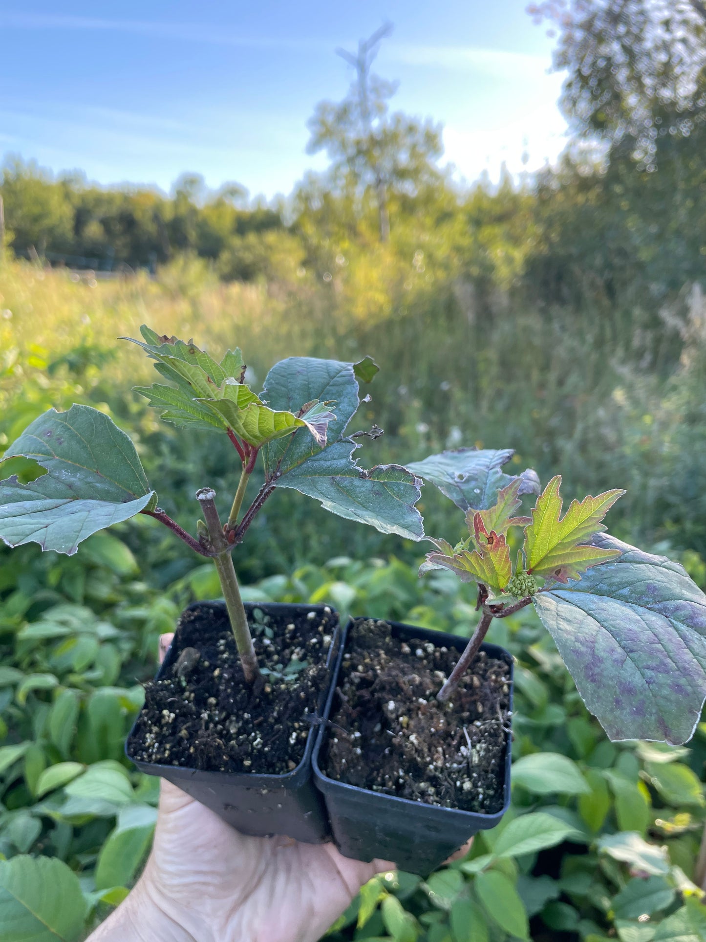 Canneberge en corymbe (Viburnum trilobum)