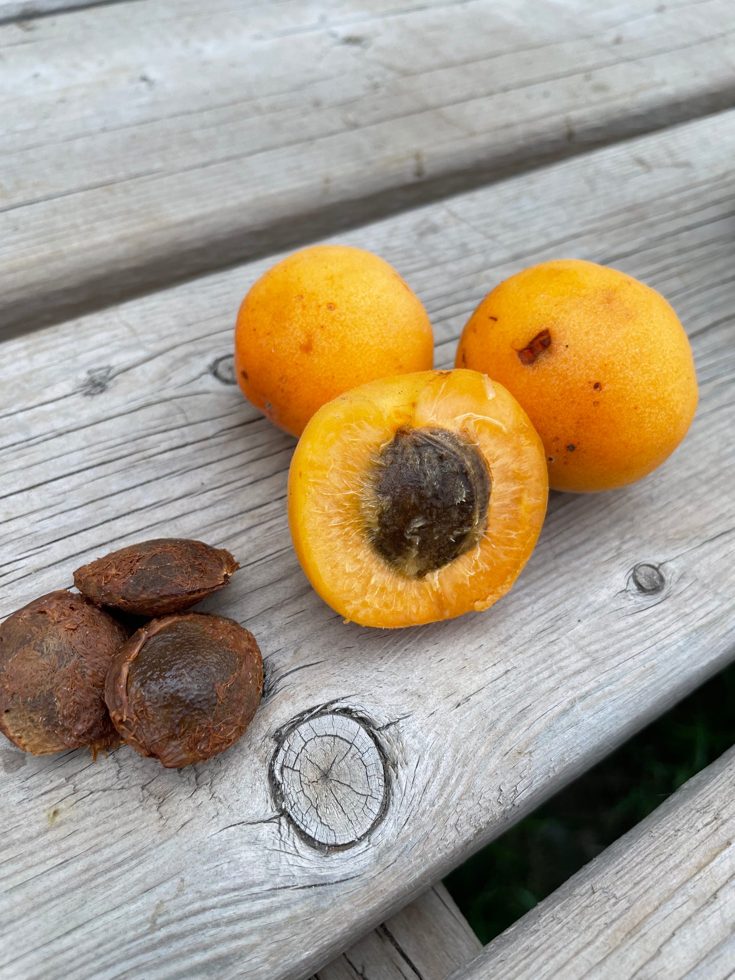 Manchurian Apricot Seeds (Prunus mandshurica) - Cold Hardy Apricot Tree - (Zone 3) - 9 Seeds