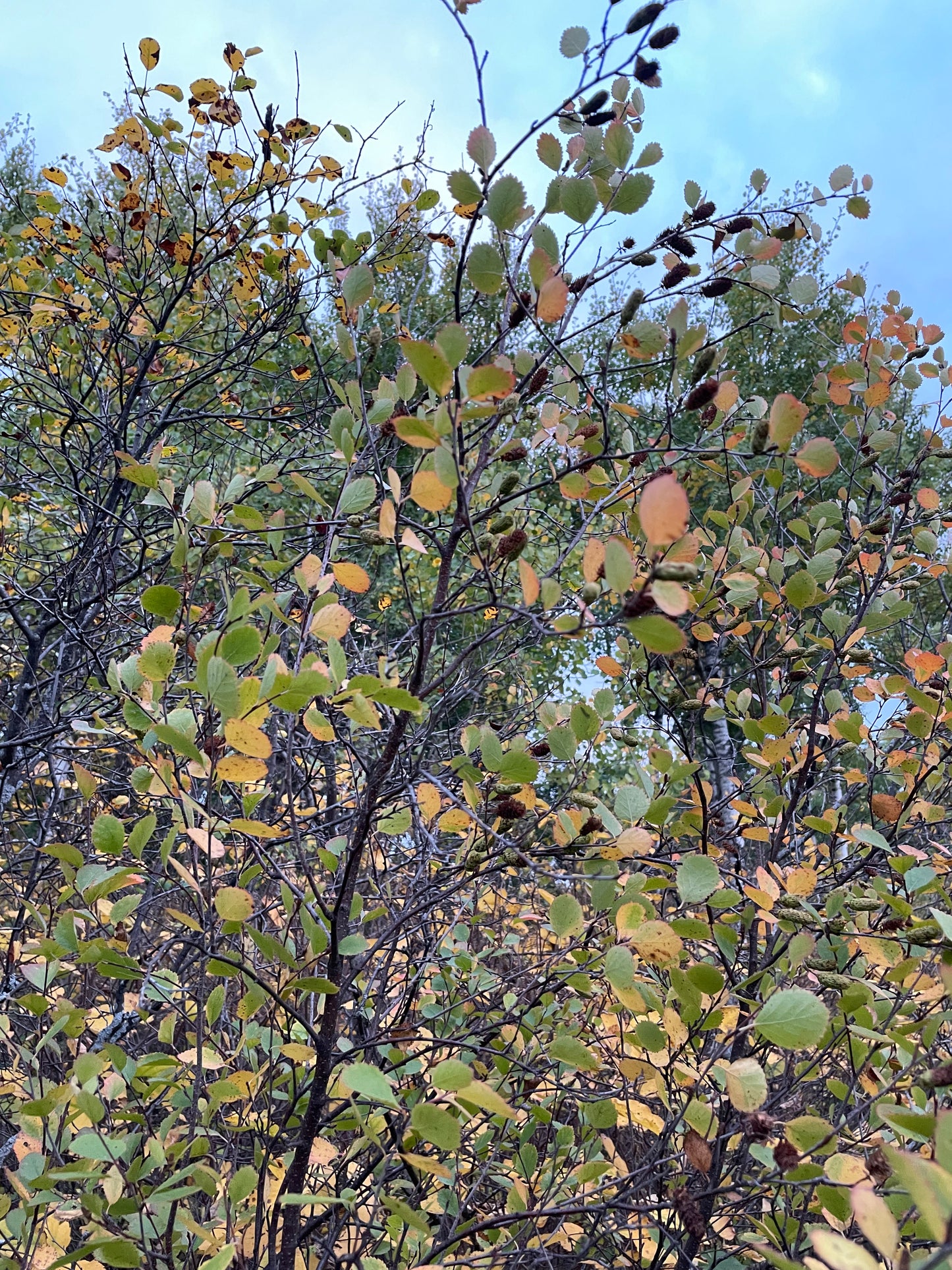 Red Birch Seeds (Betula occidentalis) - 500+ Seeds