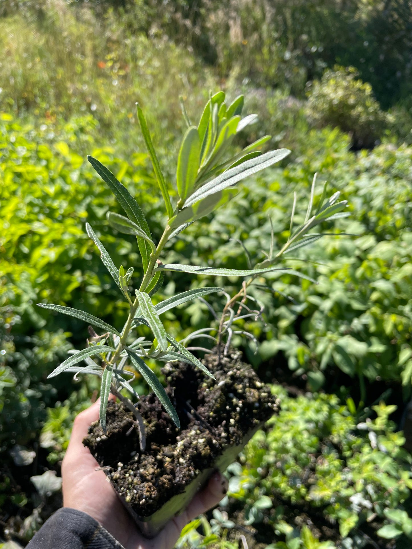 Argousier de Leikora (Hippophae rhamnoides 'Leikora')
