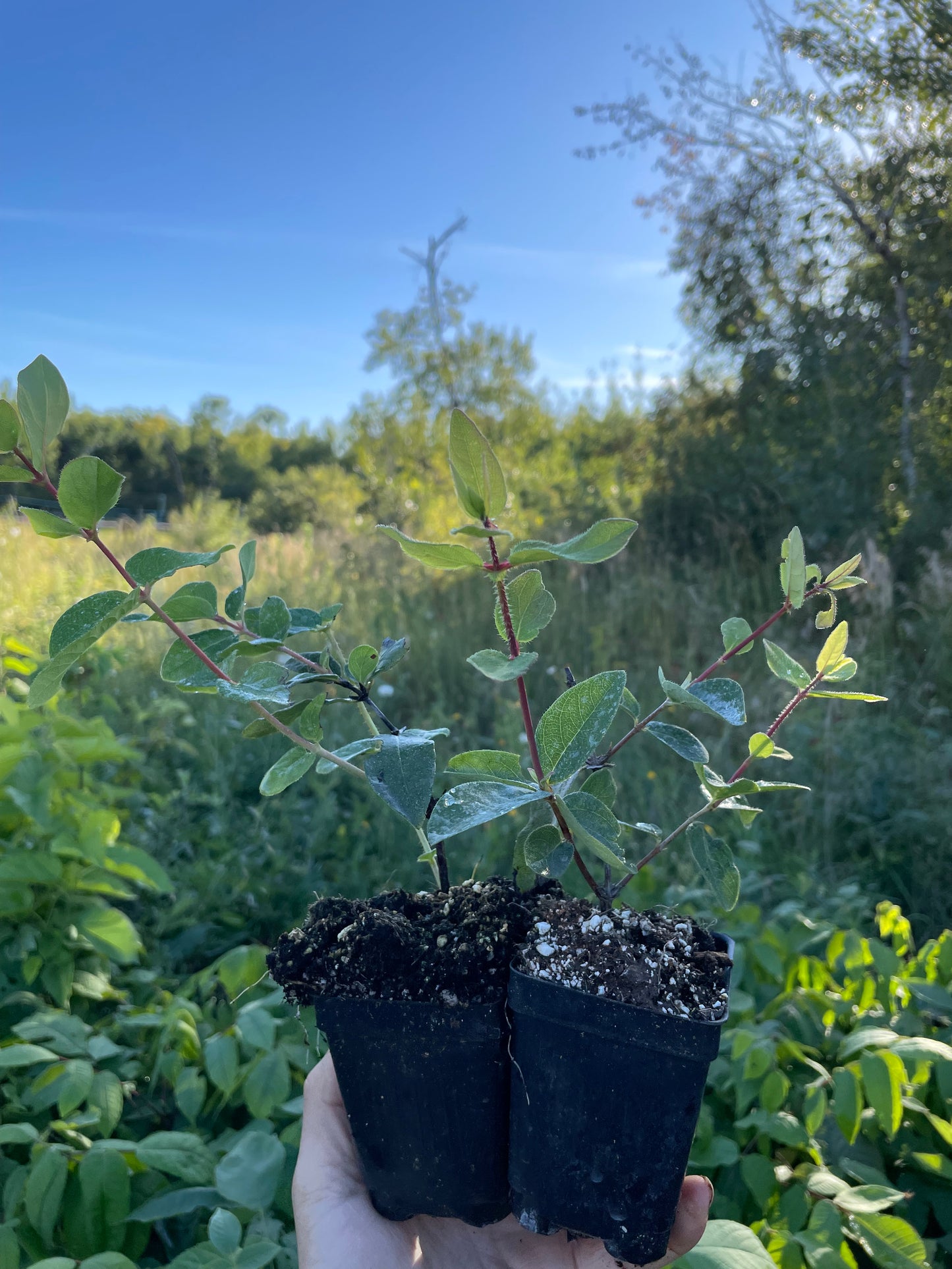 Haskap bijou polaire (Lonicera caerulea 'Polar Jewel')