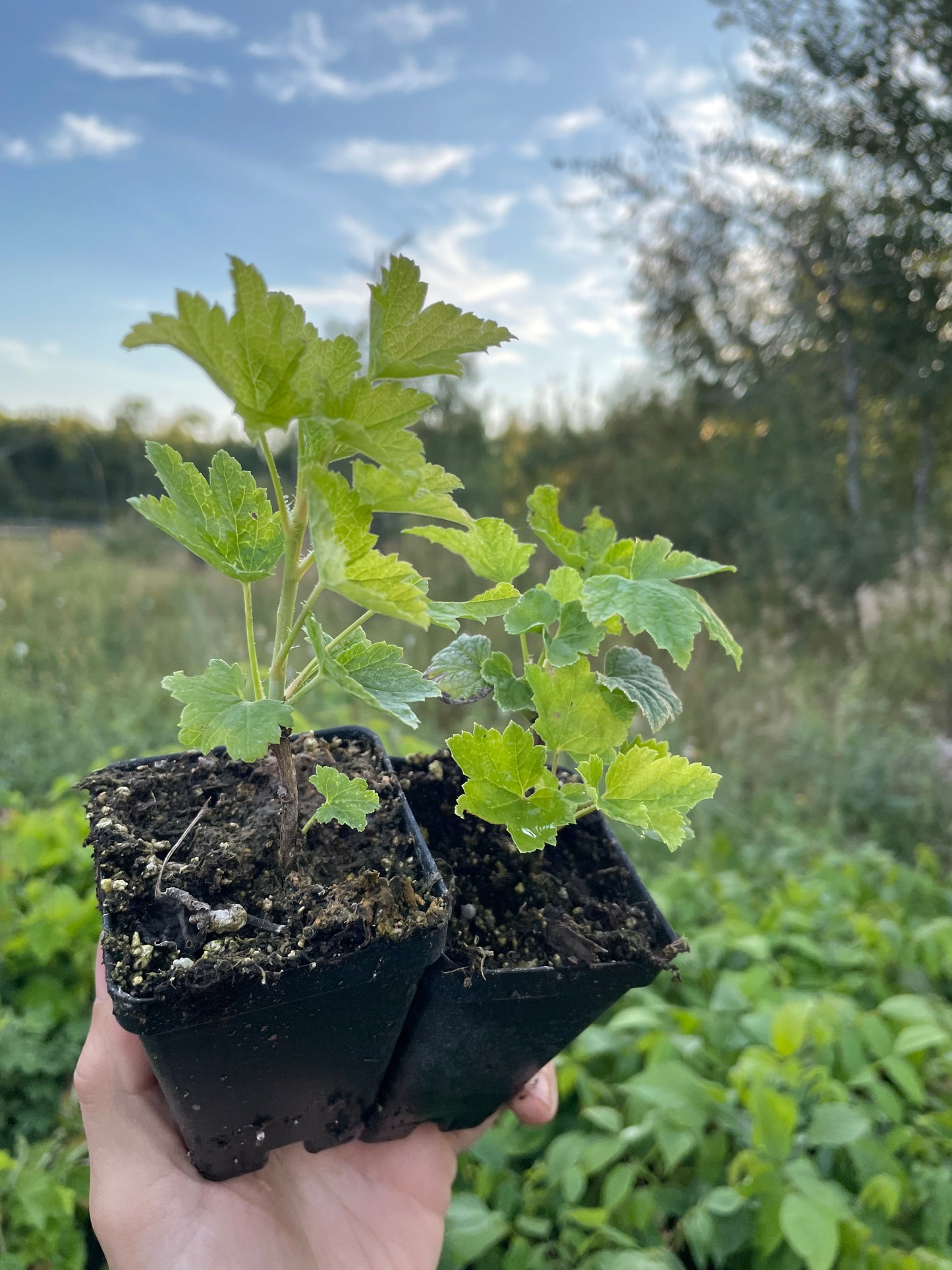 Groseillier rose champagne (Ribes rubrum 'Pink Champagne')