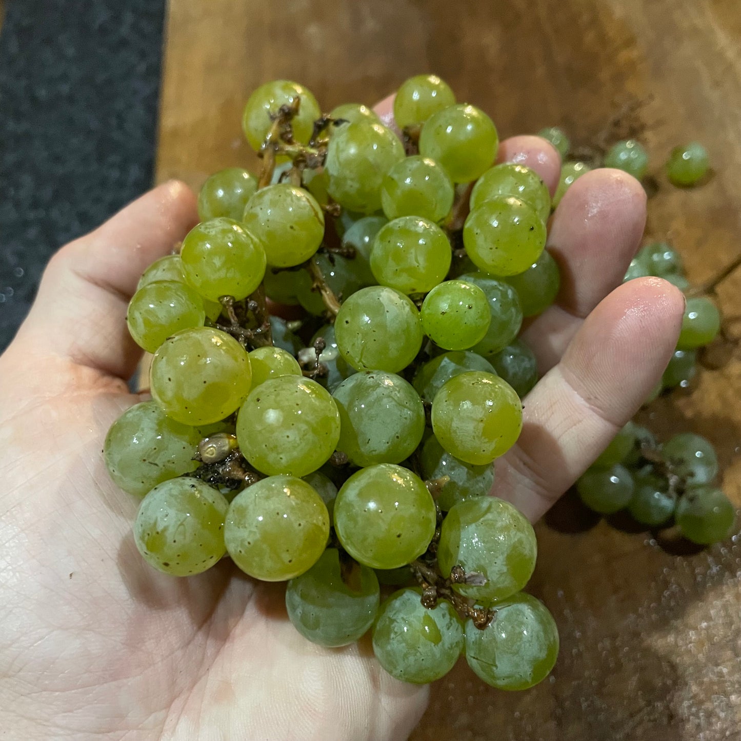 Semillas de uva Brianna (Vitis labrusca x Vitis vinifera): uva verde resistente al frío, zona 3, más de 30 semillas