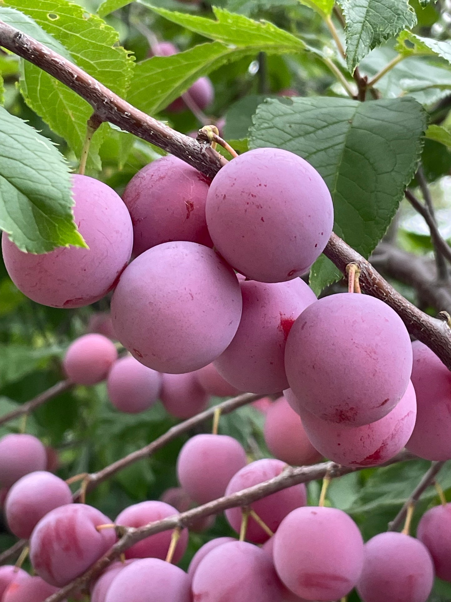 Ciruelos de plántula (Prunus sp.) - Zona 3