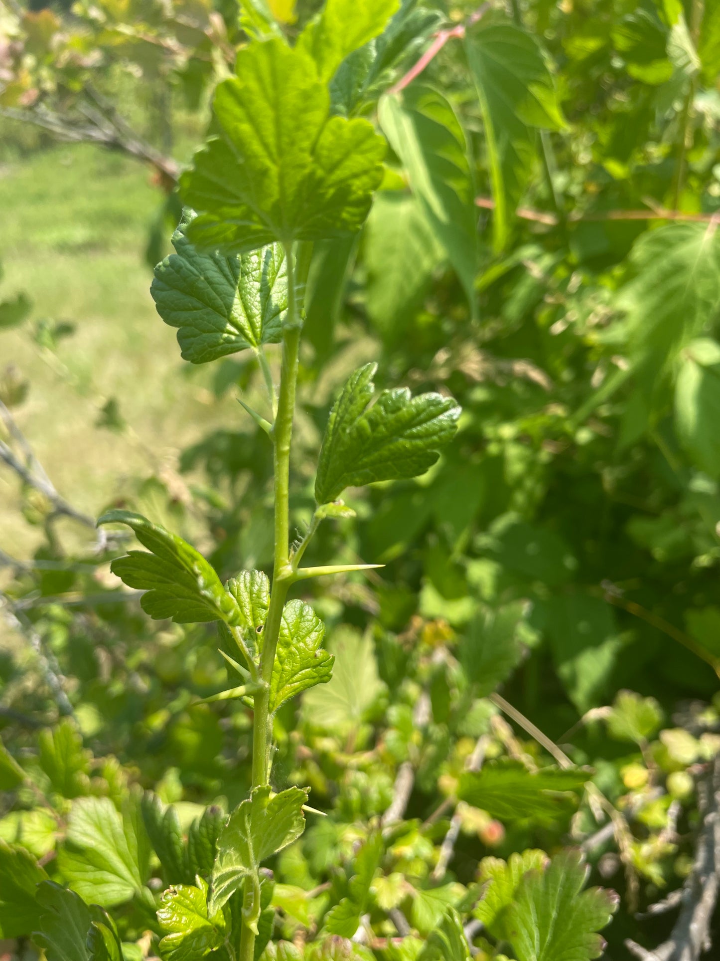 Grosella espinosa (Ribes sp.) - Planta perenne - Arbusto de bayas - Zona 3 - Más de 50 semillas