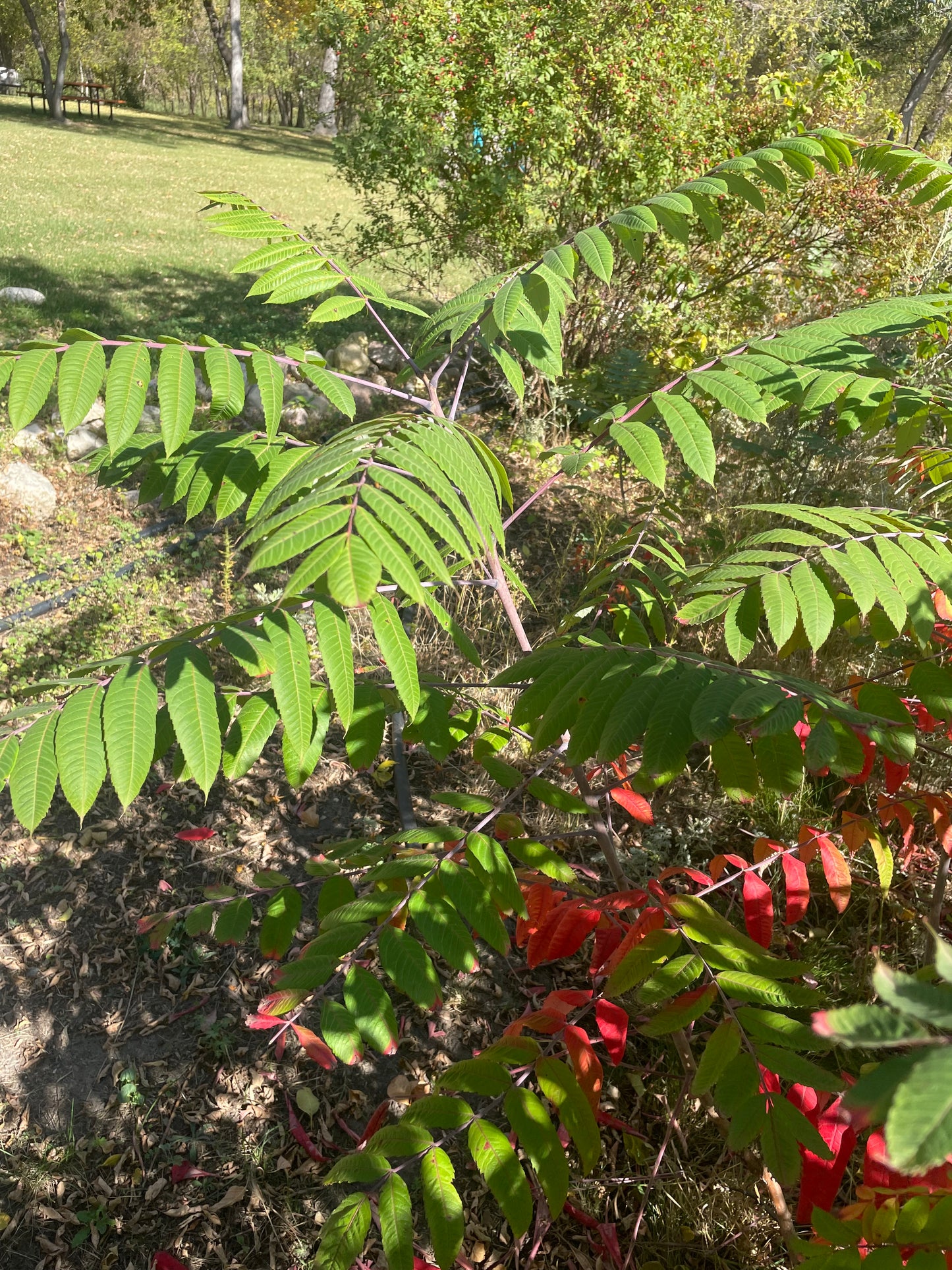 Semillas de zumaque liso (Rhus glabra): más de 100 semillas