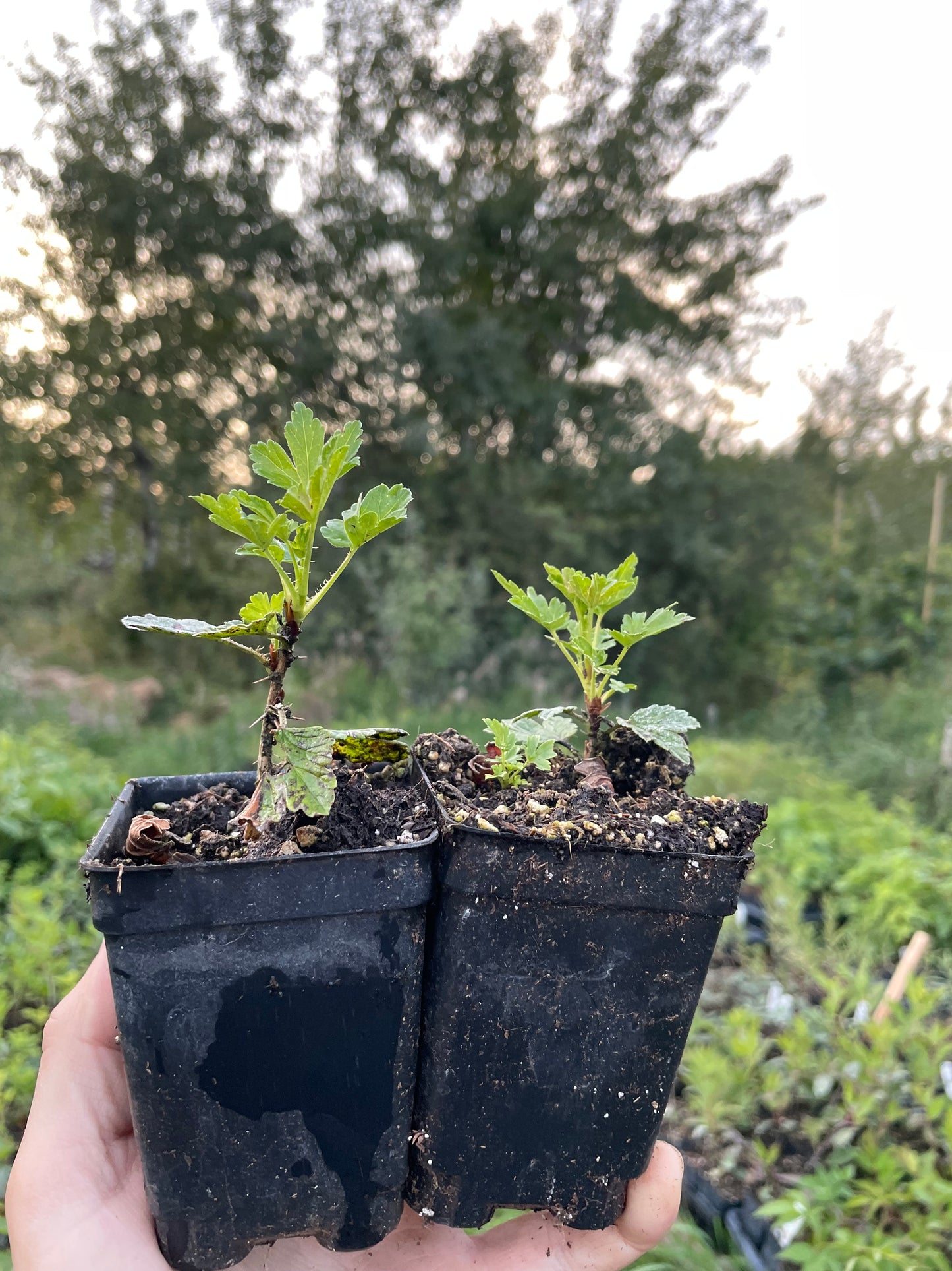 Grosella espinosa roja Hinnomaki (Ribes uva-crispa 'Hinnomaki Red')
