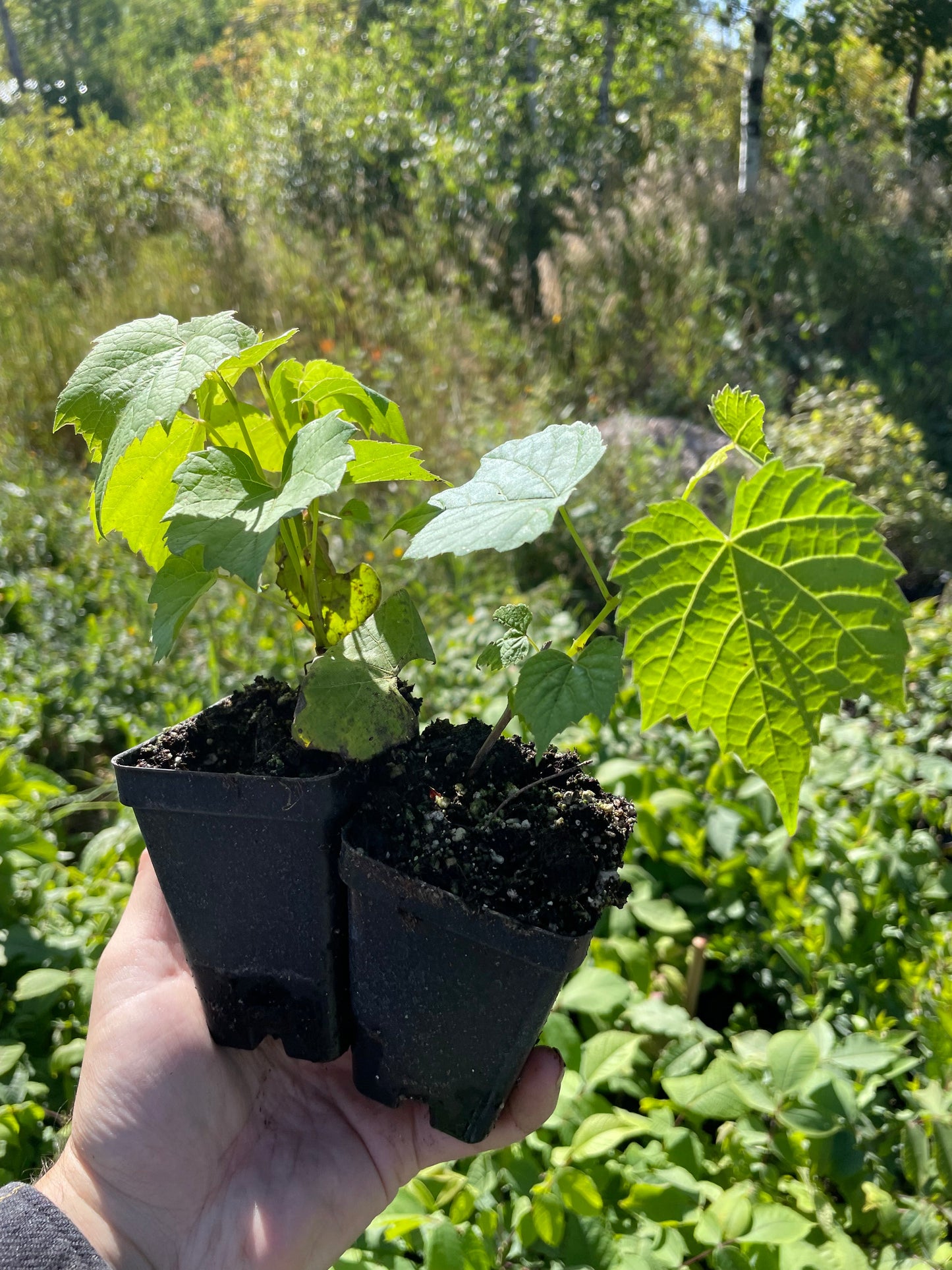 Raisin Valiant (Vitis riparia x Vitis labrusca 'Valiant')