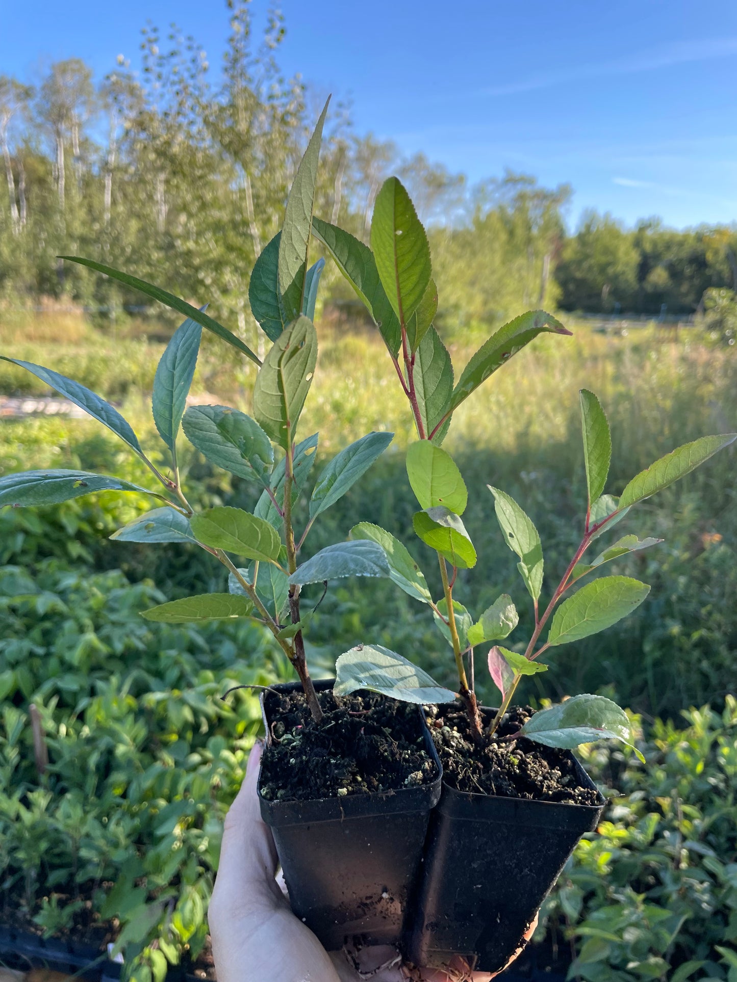 Prune cerise Opata (Prunus salicina x Prunus besseyi 'Opata')