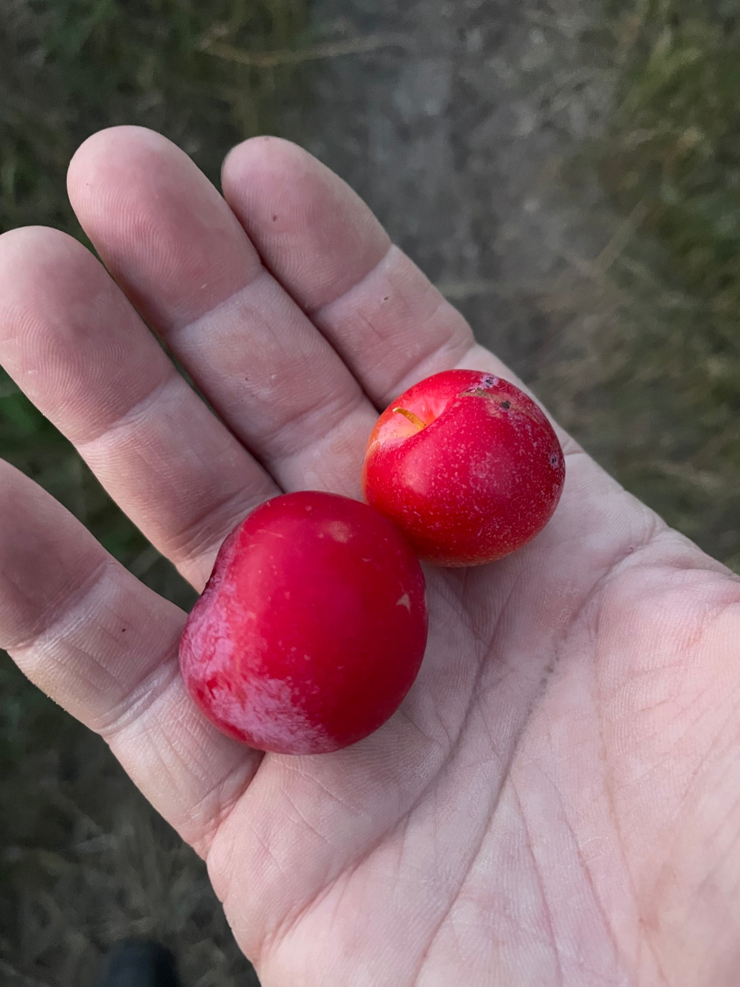 Toka Plum (Prunus americana x Prunus simonii) - Zone 3