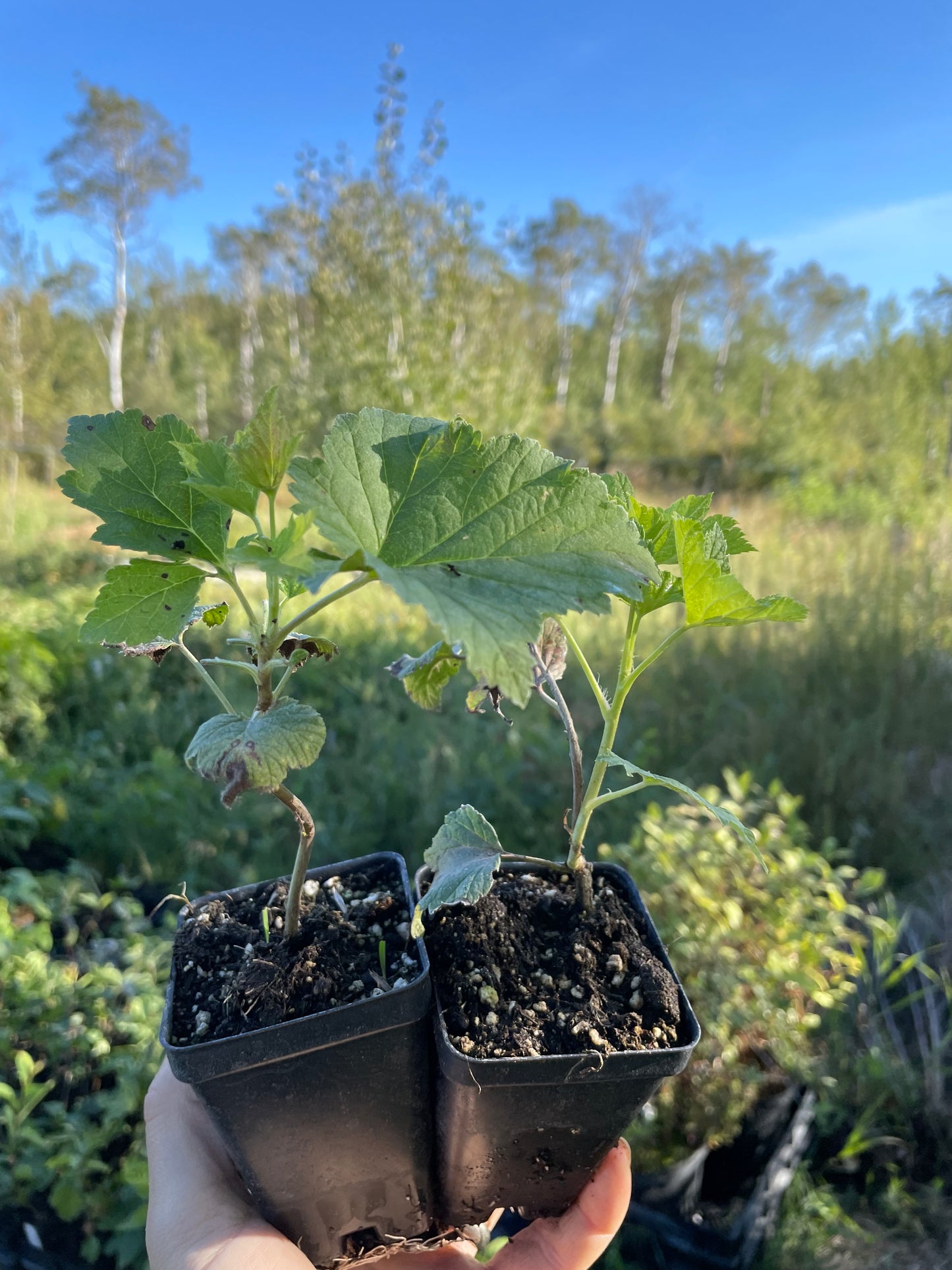 Cassis Slitsa (Ribes nigrum 'Slitsa')
