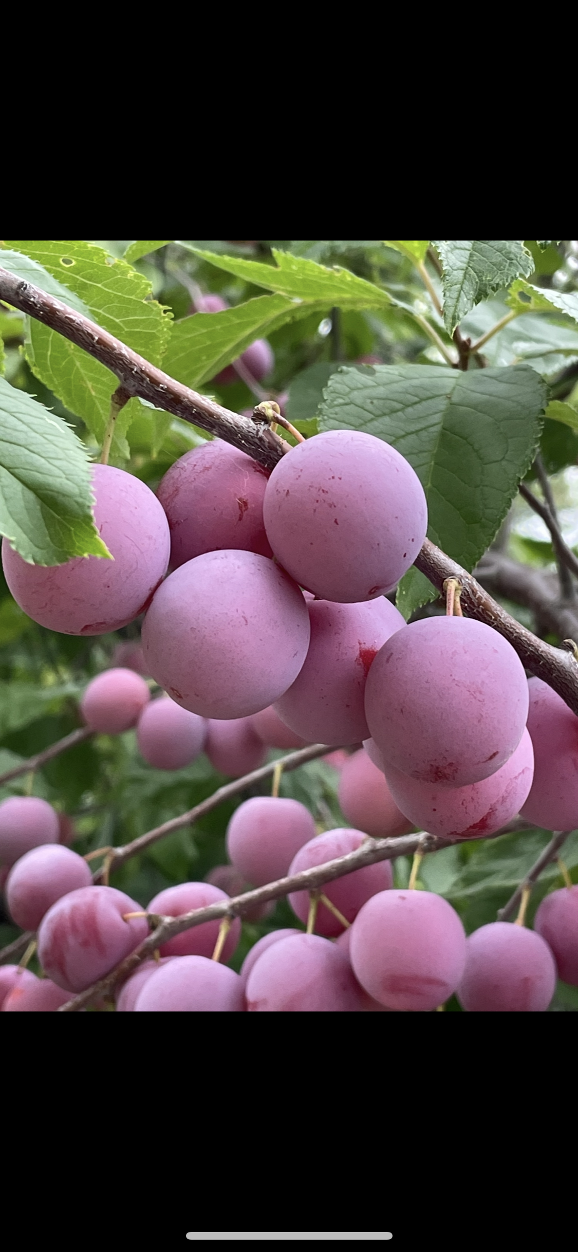 Ciruelos de plántula (Prunus sp.) - Zona 3