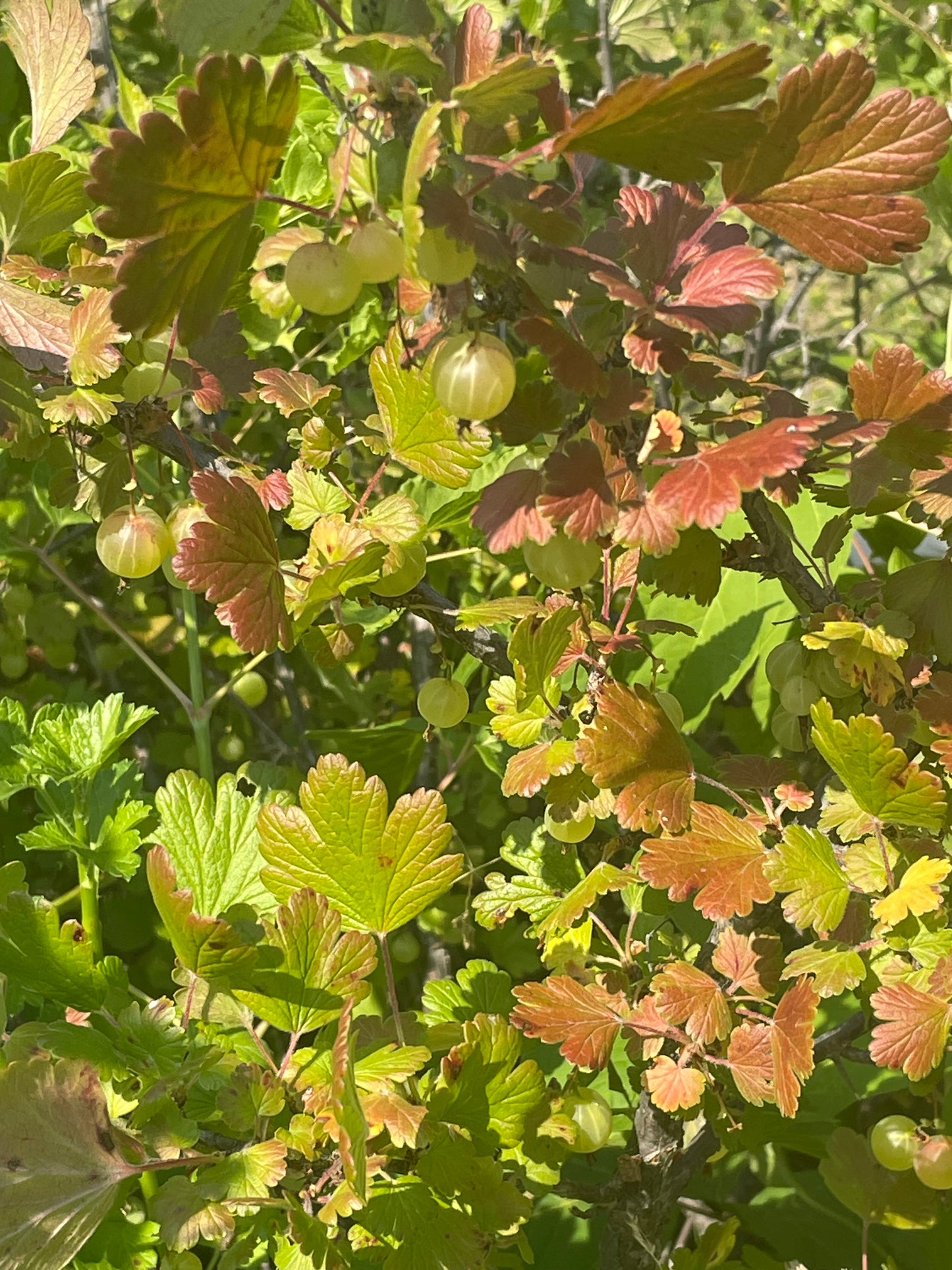 Grosella espinosa (Ribes sp.) - Planta perenne - Arbusto de bayas - Zona 3 - Más de 50 semillas