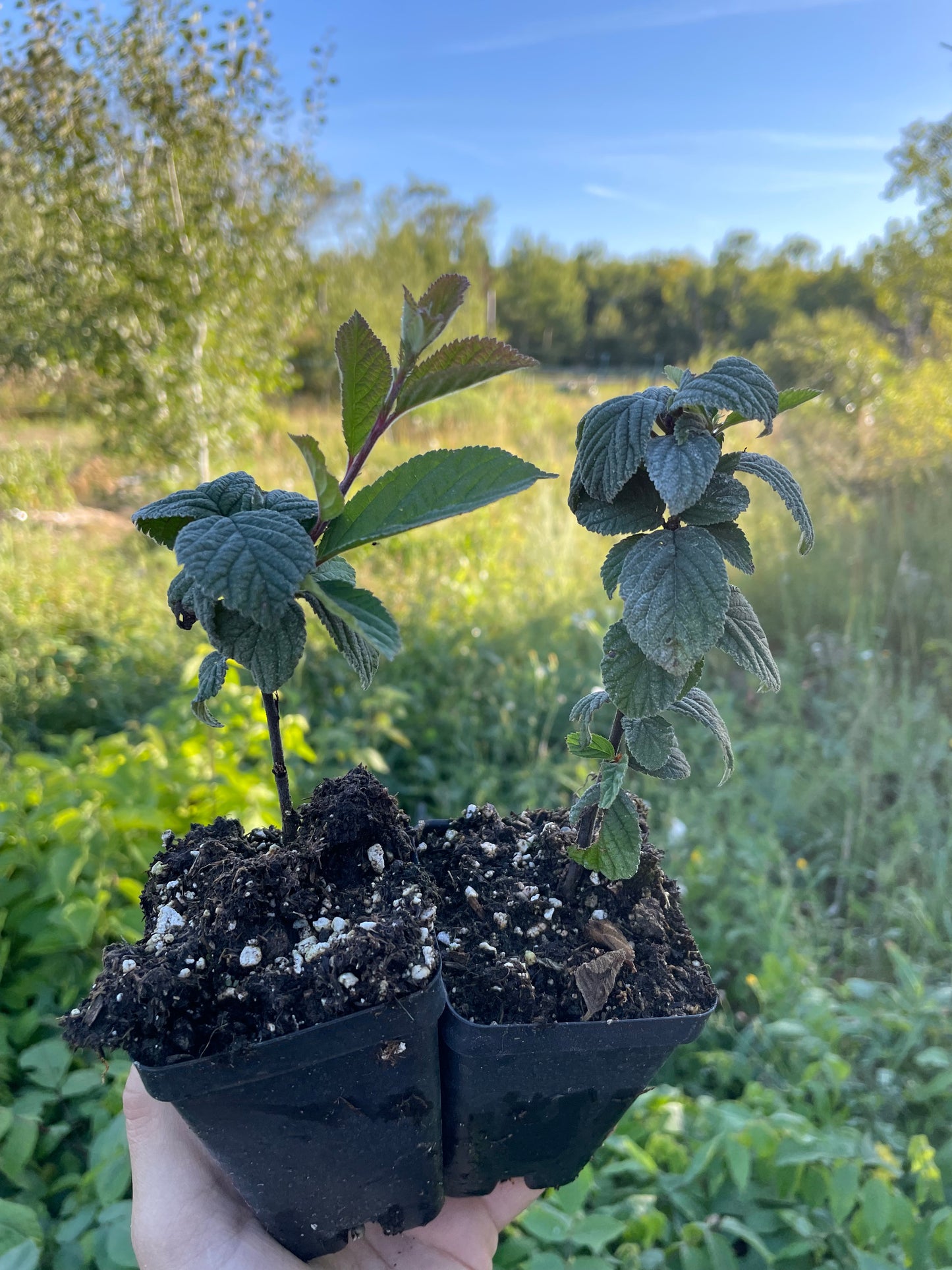 Cerisier noir de Nankin (Prunus tomentosa x Prunus besseyi 'Nigra')