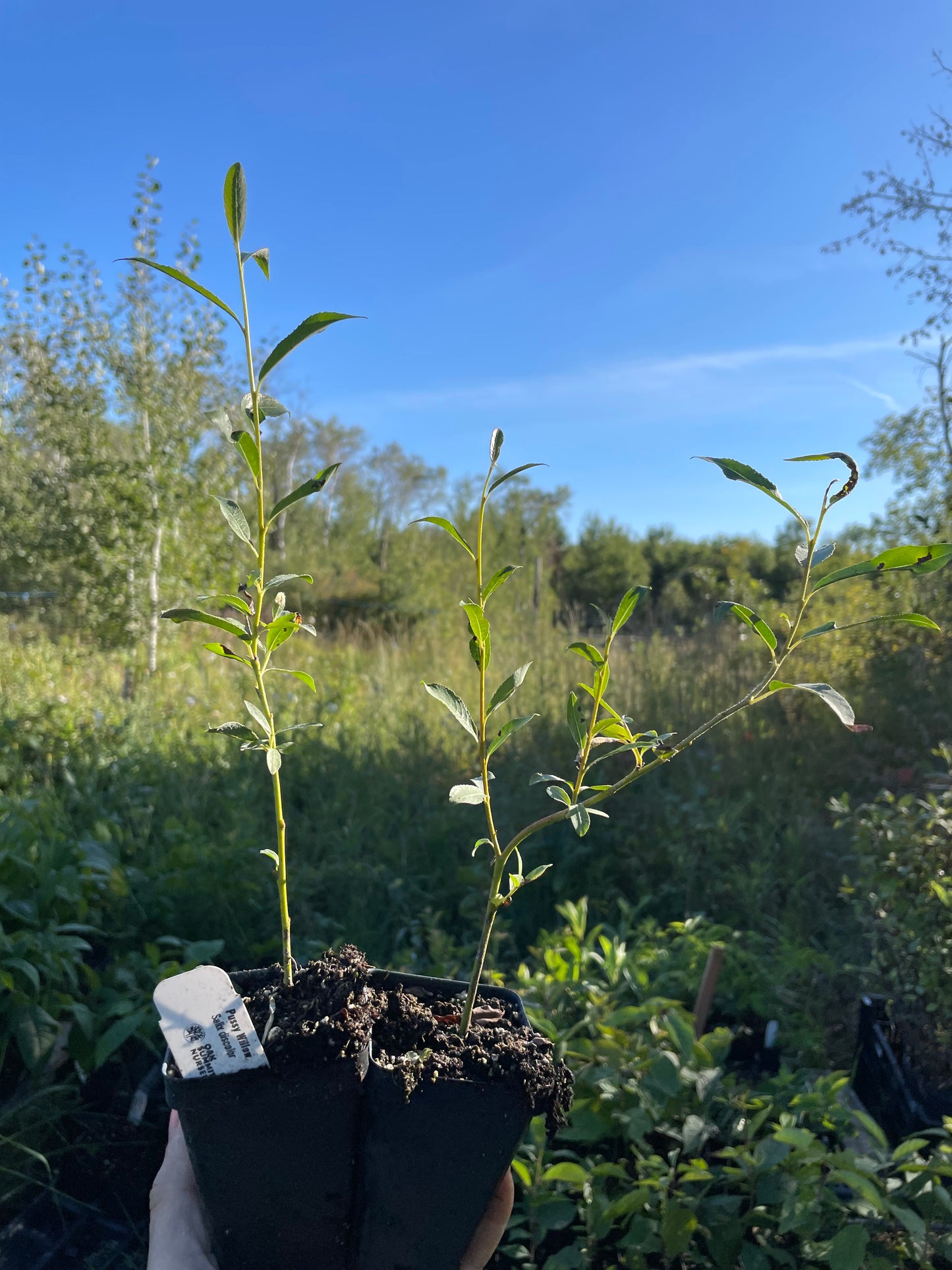 Sauce llorón (Salix discolor)