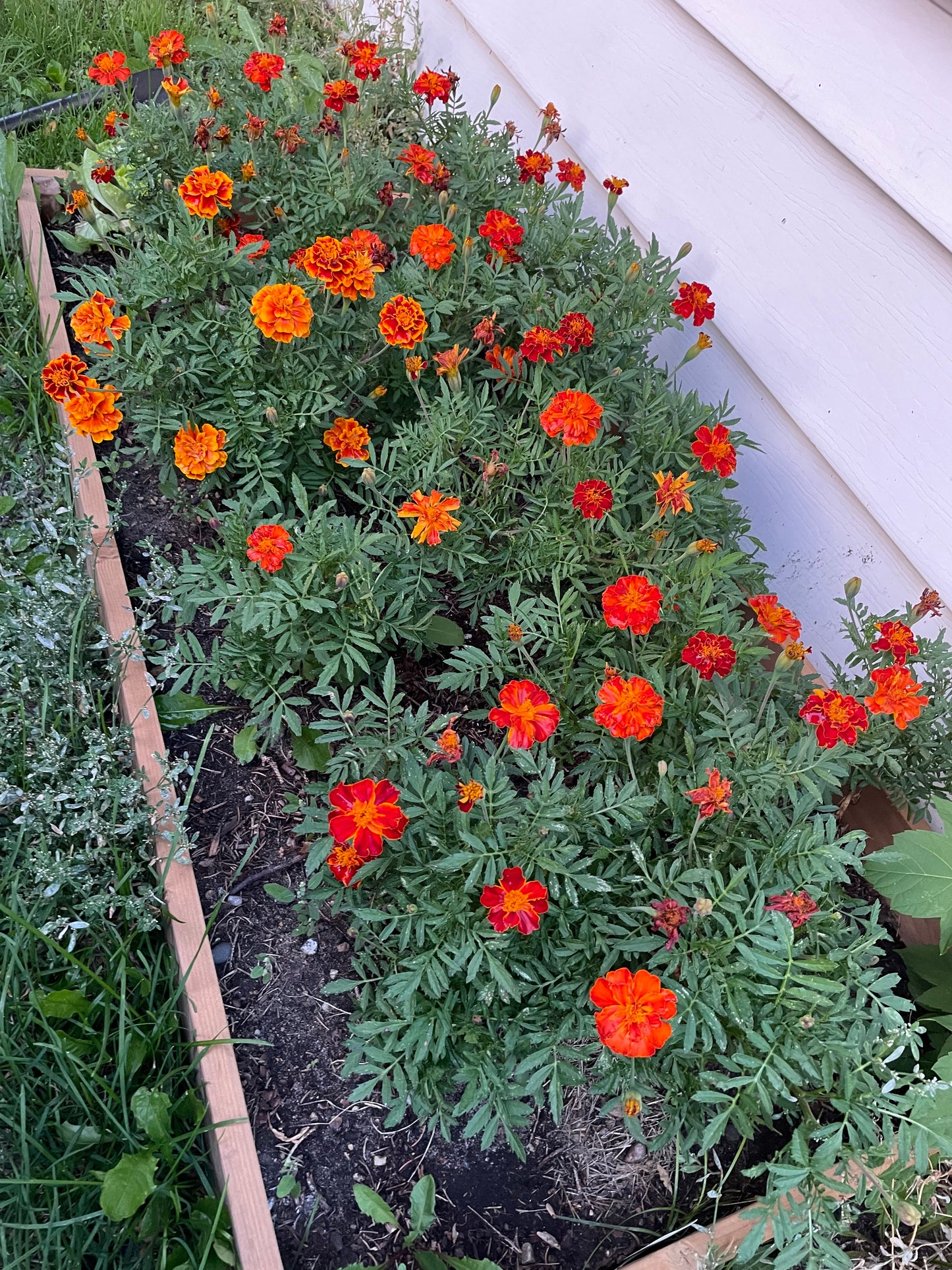 Graines de souci - (Tagetes spp.) - 100+ graines