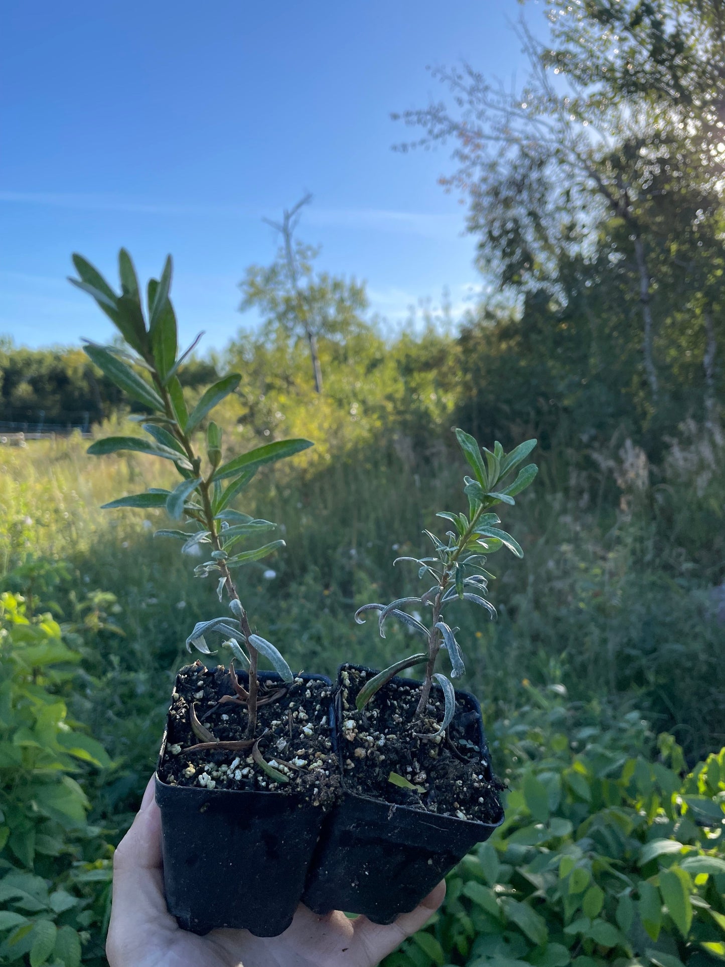 Pollmix Argousier (Hippophae rhamnoides 'Pollmix') - Pollinisateur mâle