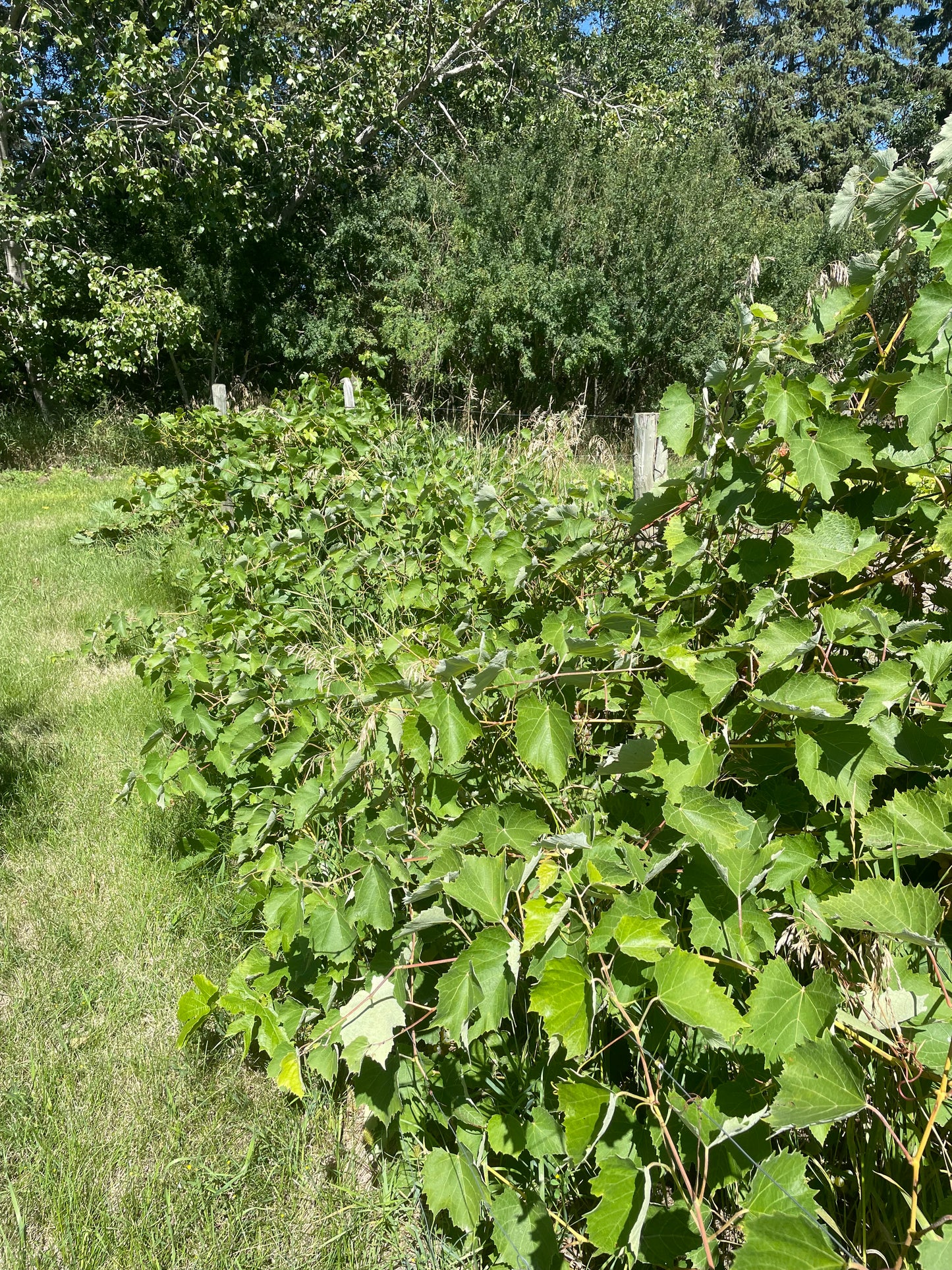 Raisin Valiant (Vitis riparia x Vitis labrusca 'Valiant')