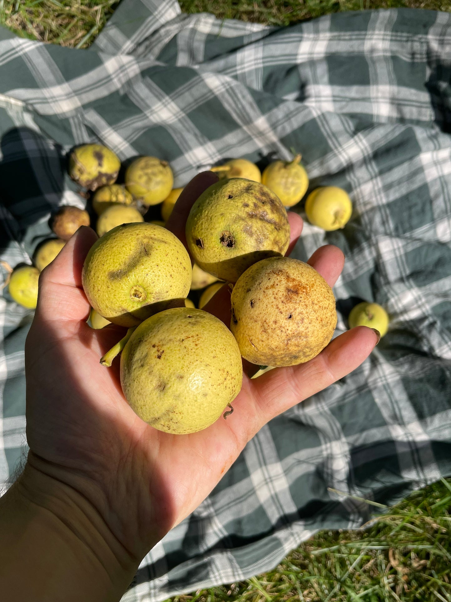 Manitoba Black Walnut (Juglans nigra)