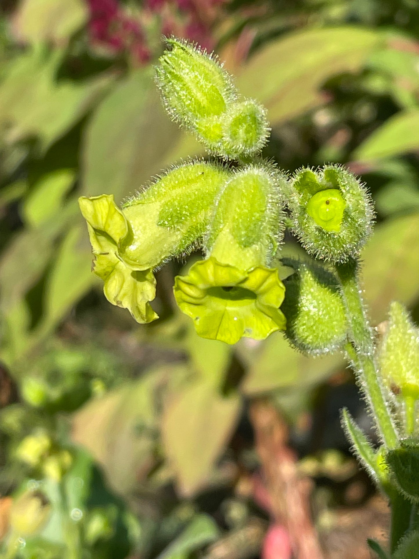 Graines de tabac sauvage (Nicotiana rustica, tabac aztèque) – Annuelle – 250+ graines