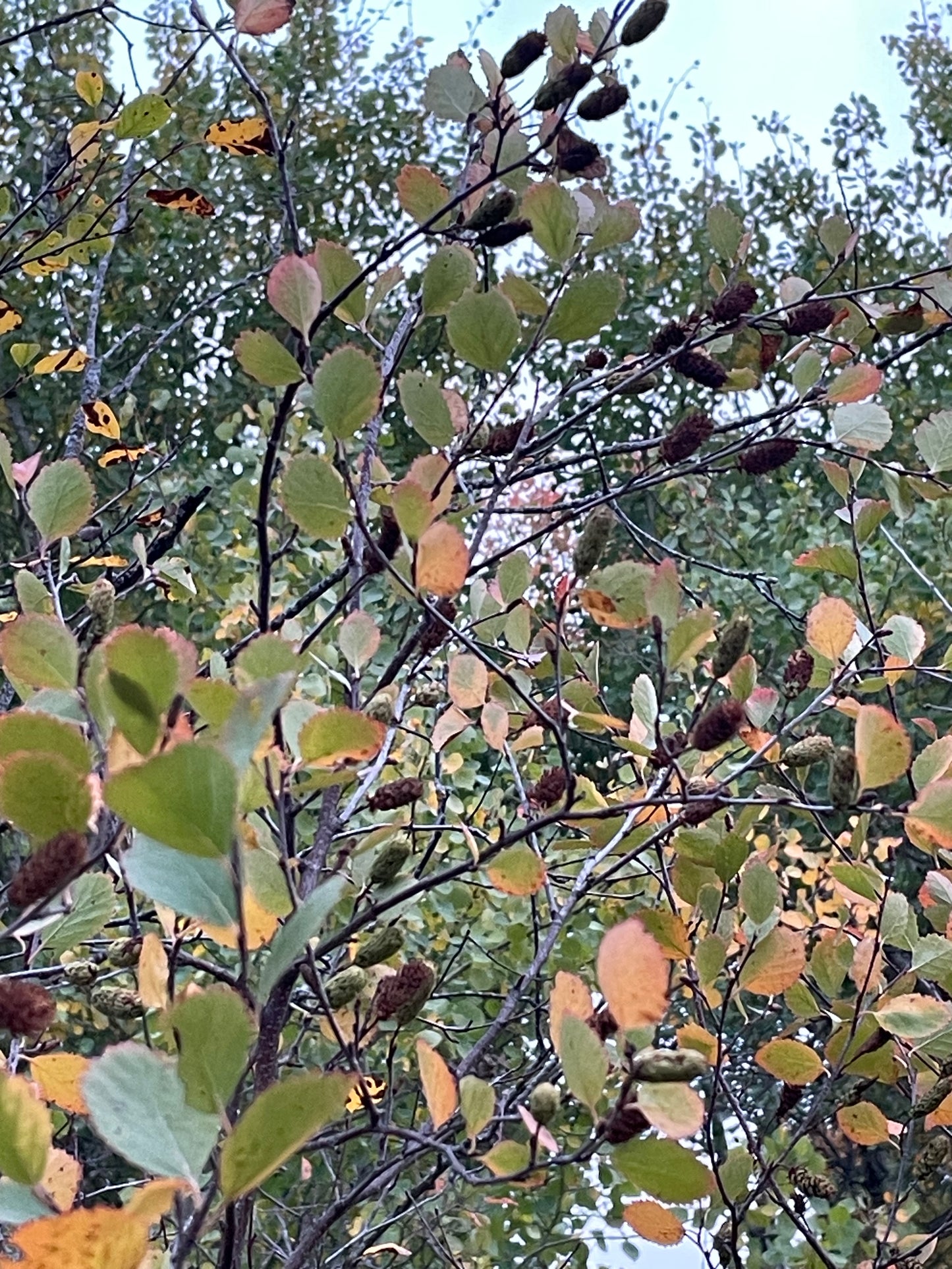 Red Birch Seeds (Betula occidentalis) - 500+ Seeds