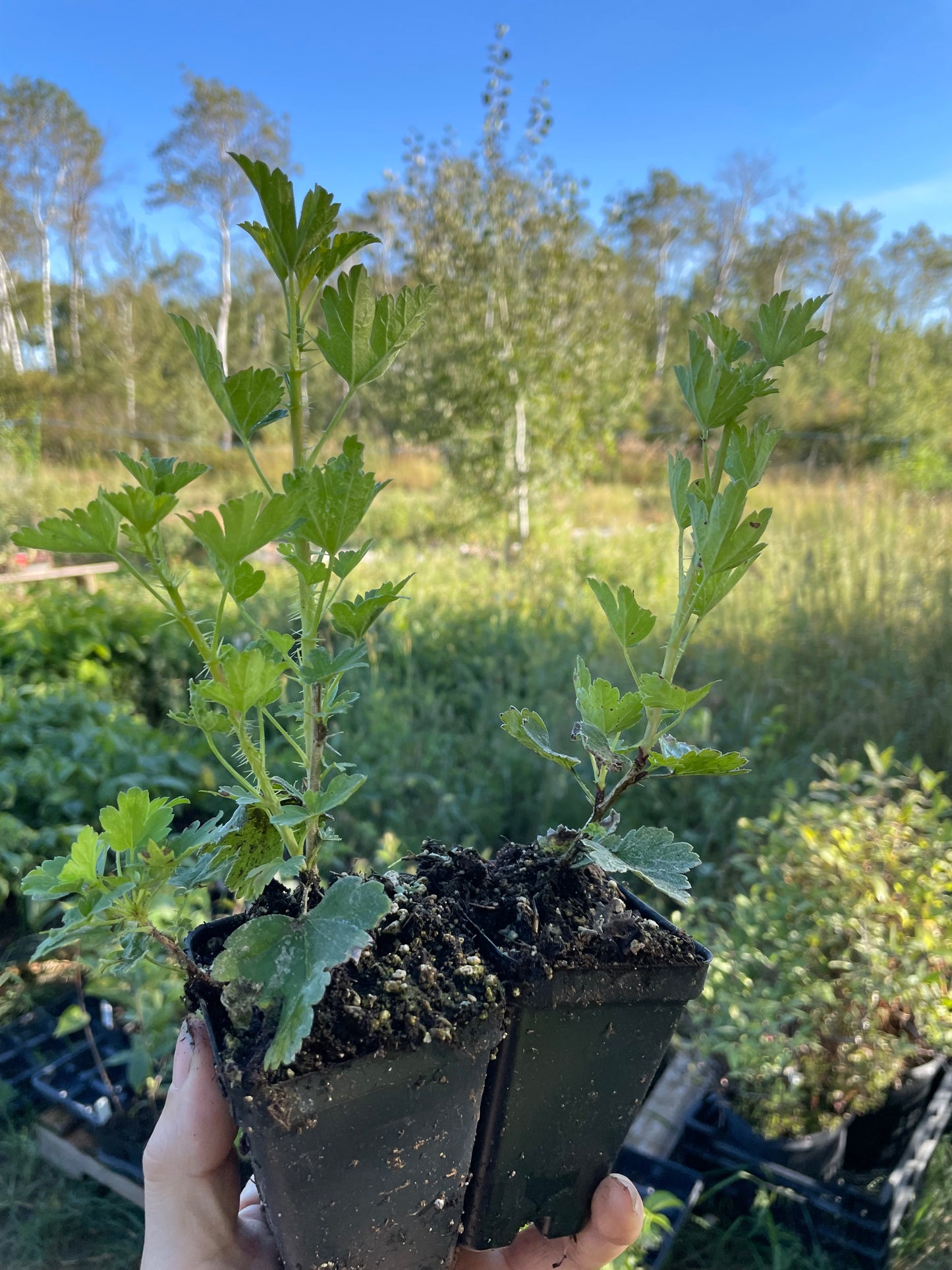 Red George Gooseberry (Ribes uva-crispa ‘Red George’)