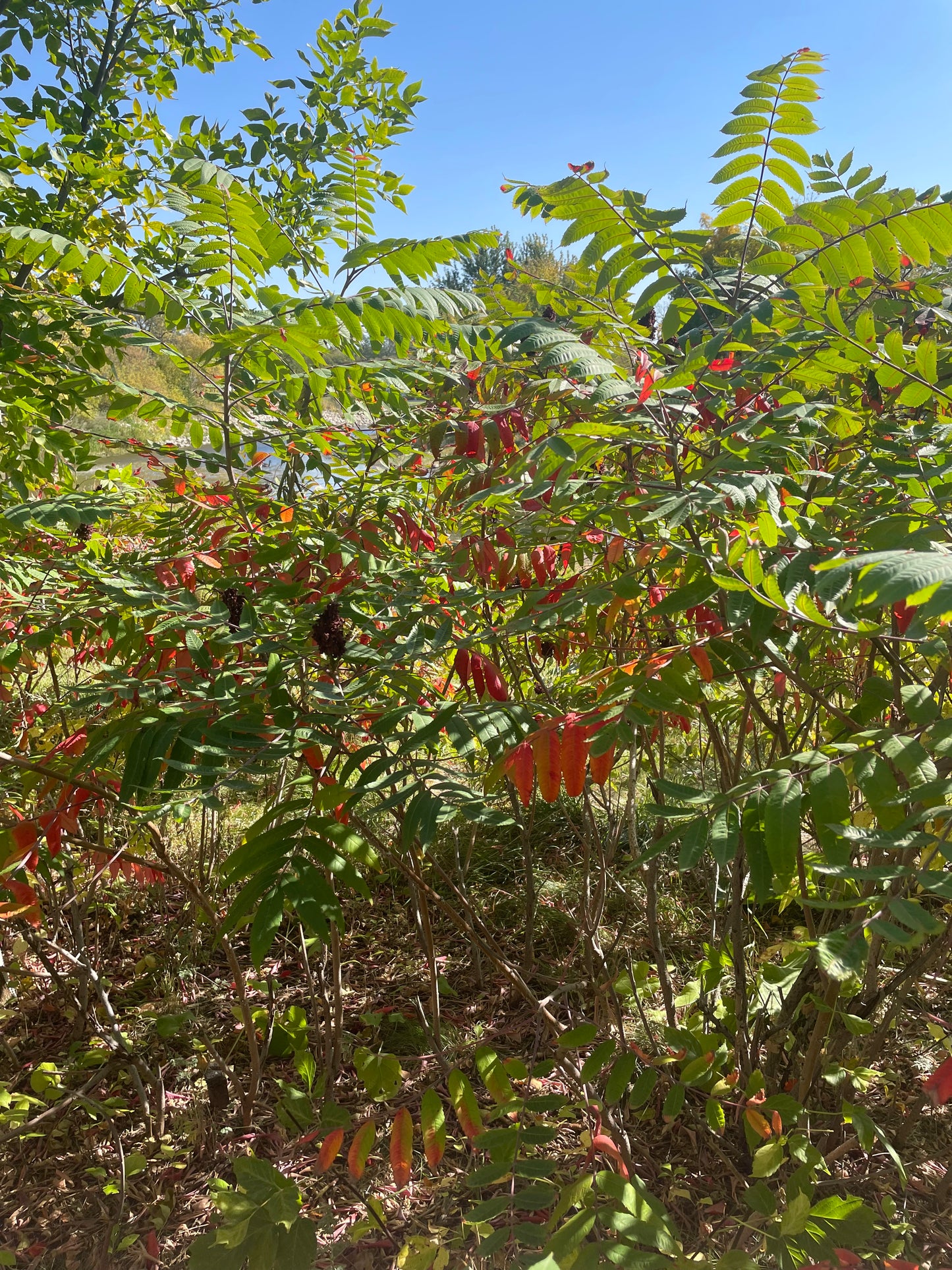 Semillas de zumaque liso (Rhus glabra): más de 100 semillas