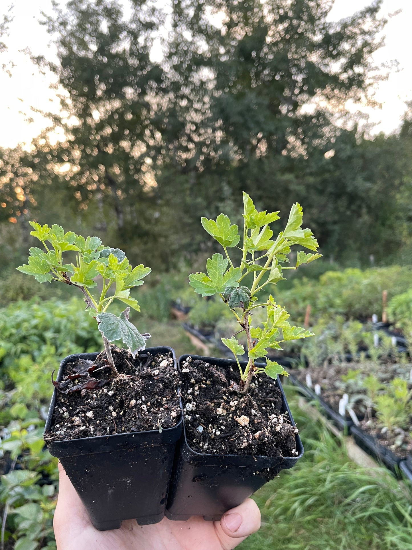 Oregon Champion Gooseberry (Ribes uva-crispa 'Oregon Champion')